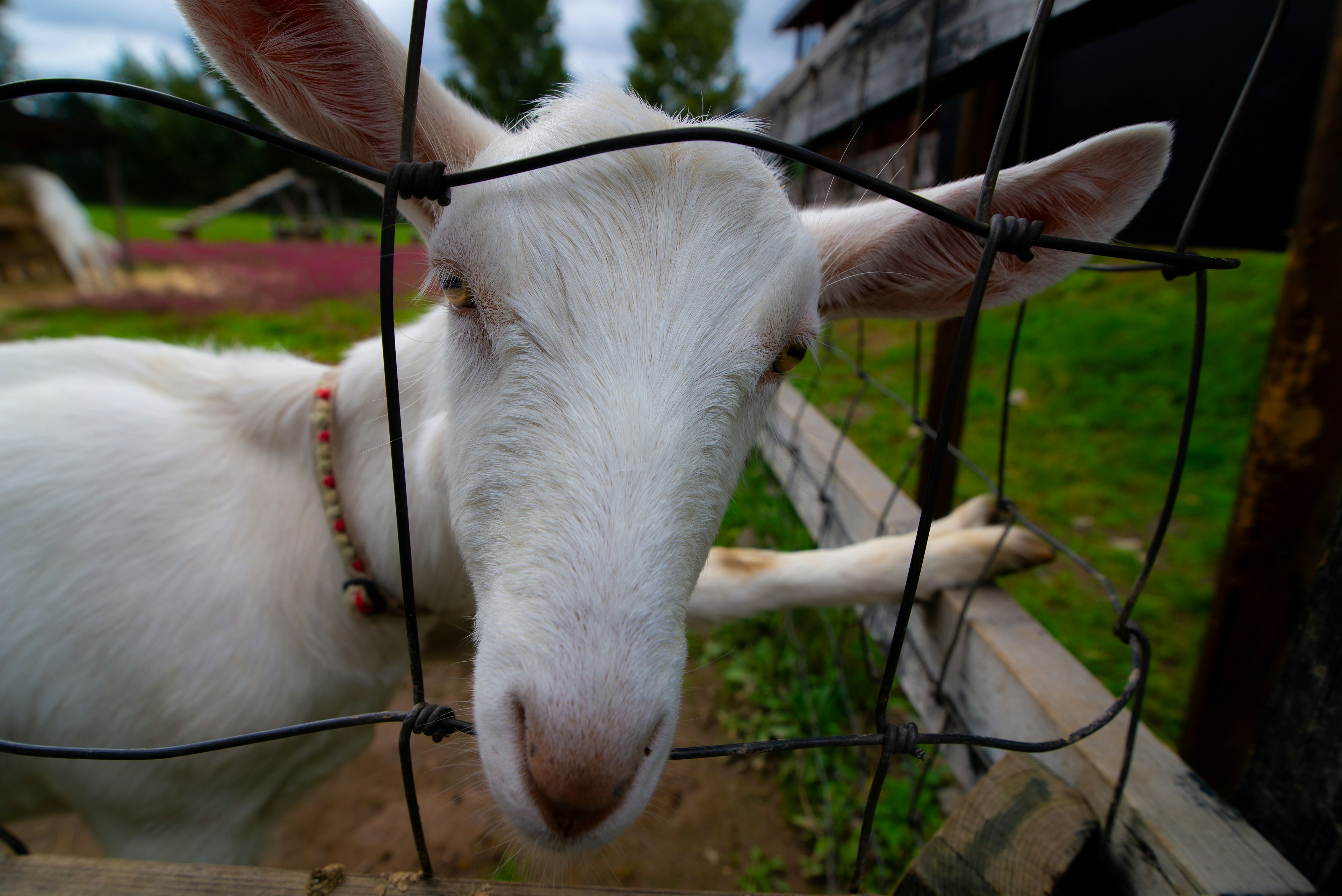 A white goat peeking through a wire fence