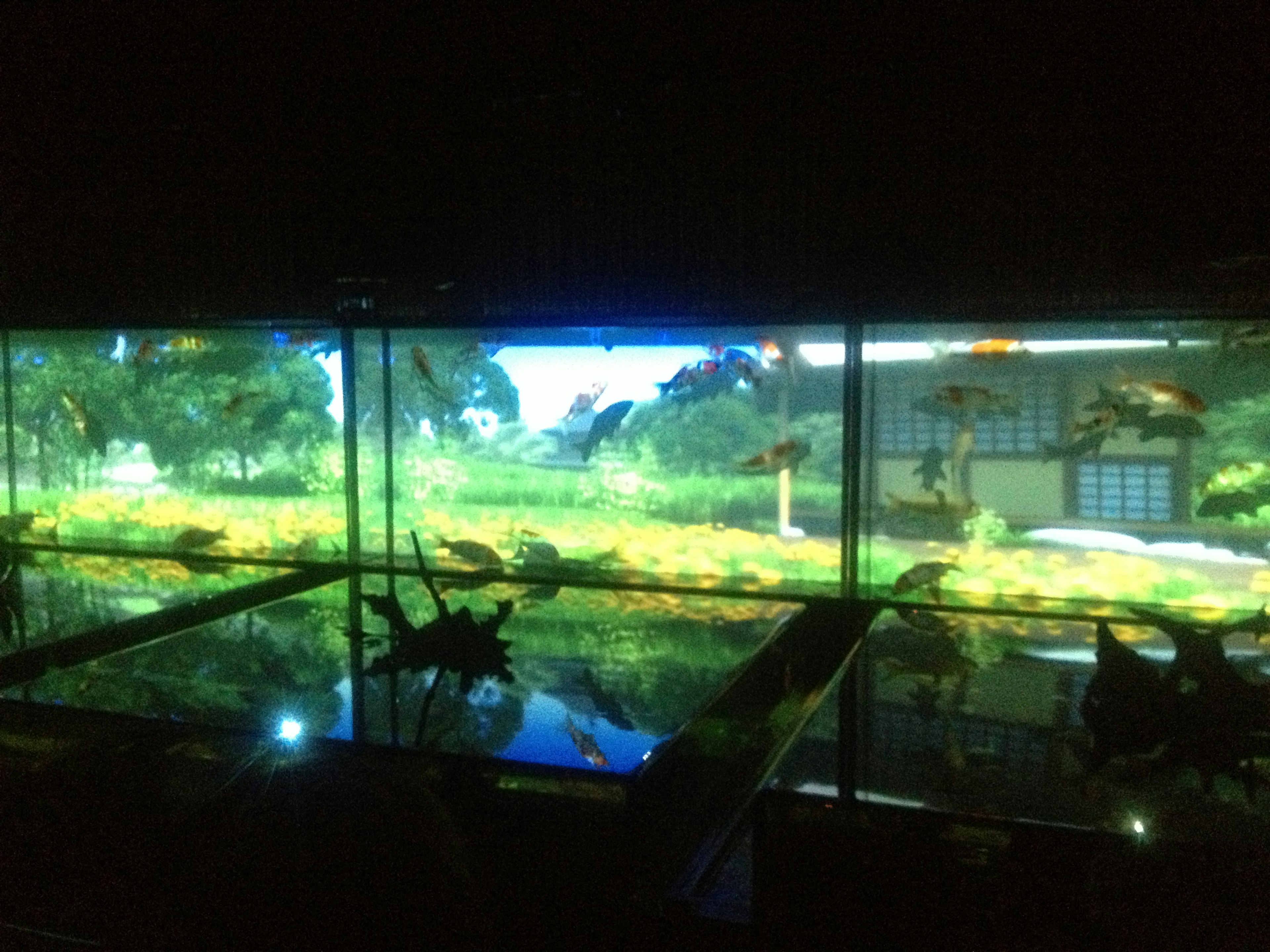 Aquarium mit schwimmenden Fischen und natürlicher Landschaft