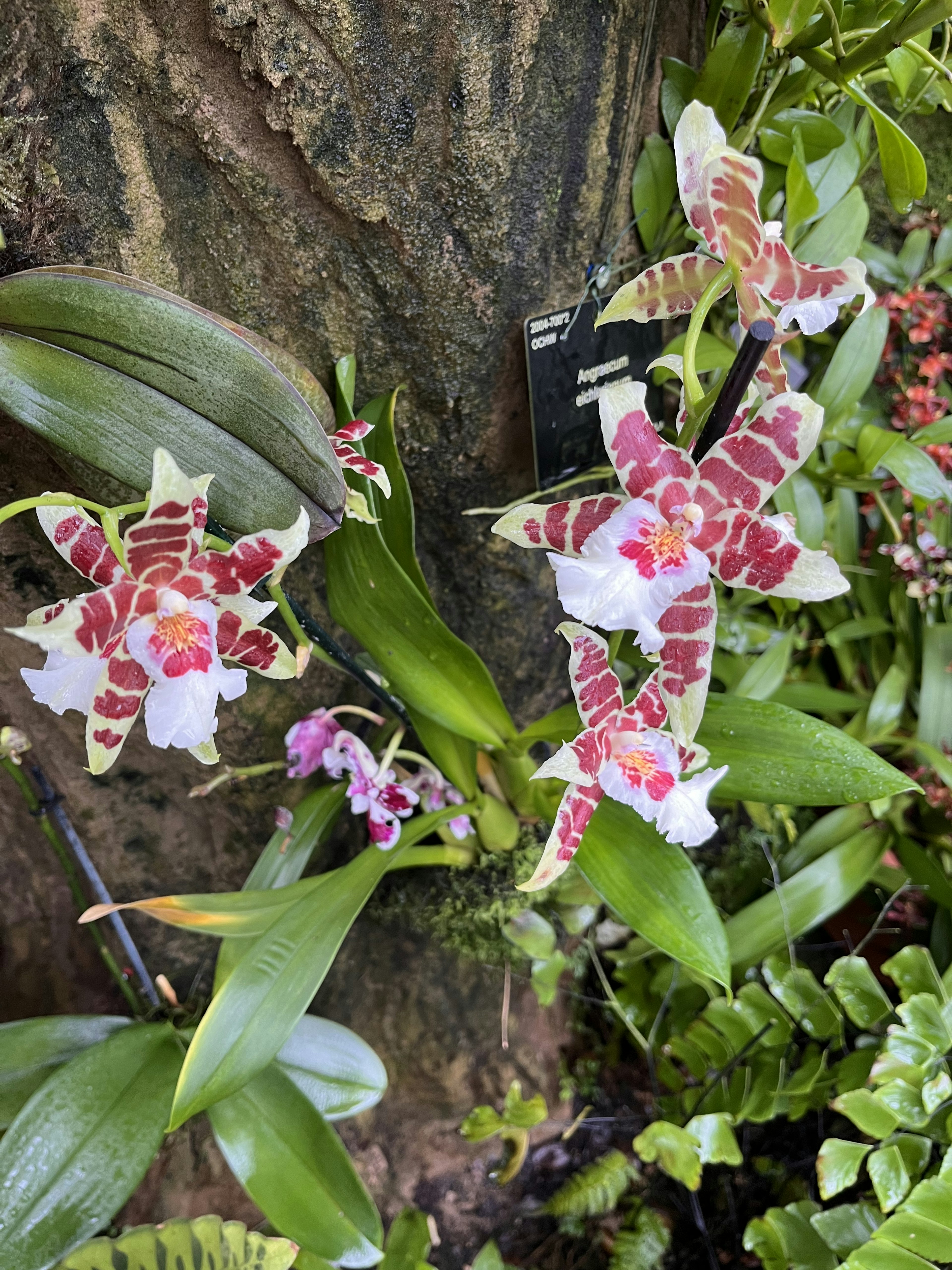 Bellissime orchidee che fioriscono su un tronco d'albero