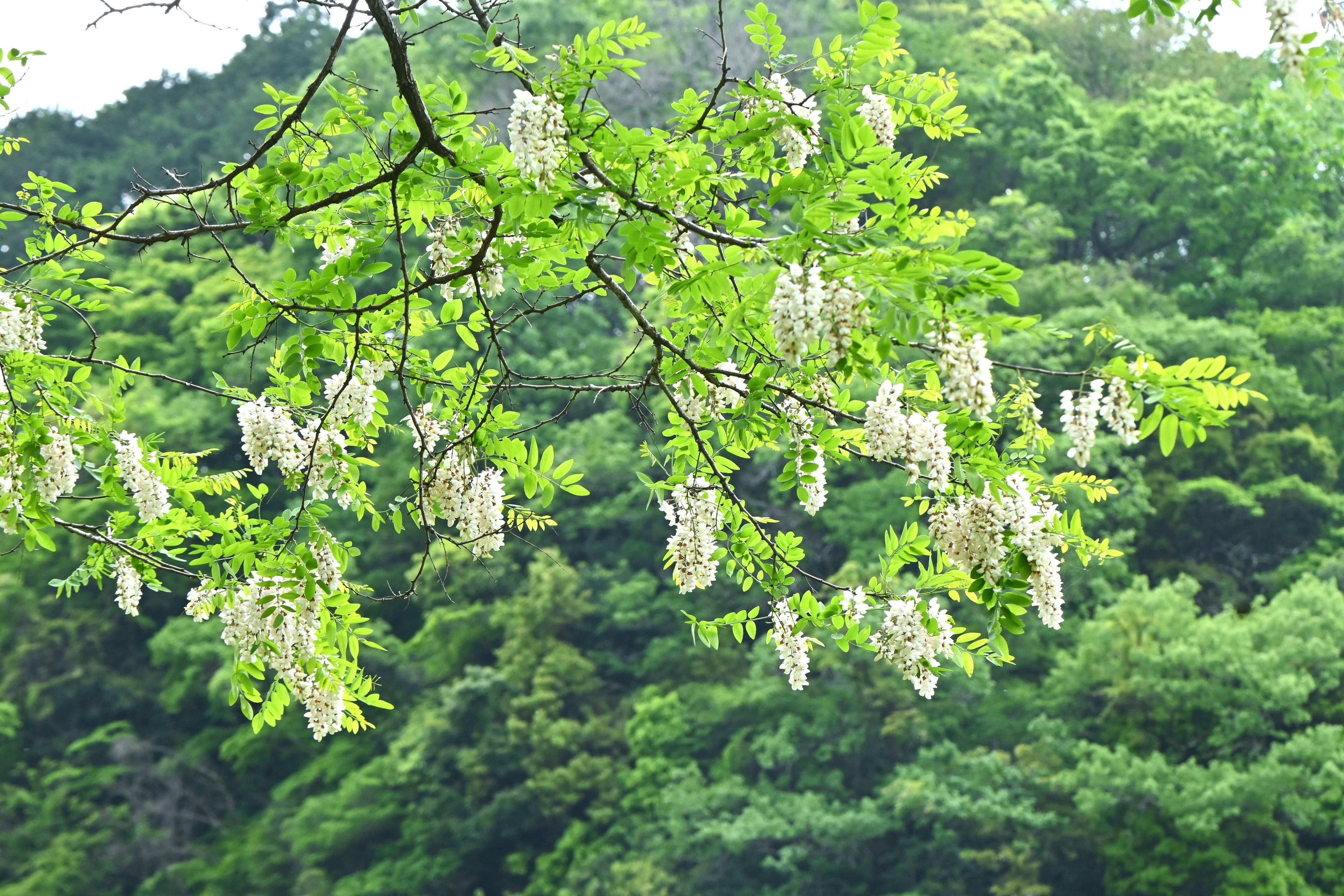 Bella branca con grappoli di fiori bianchi appesi tra foglie verdi