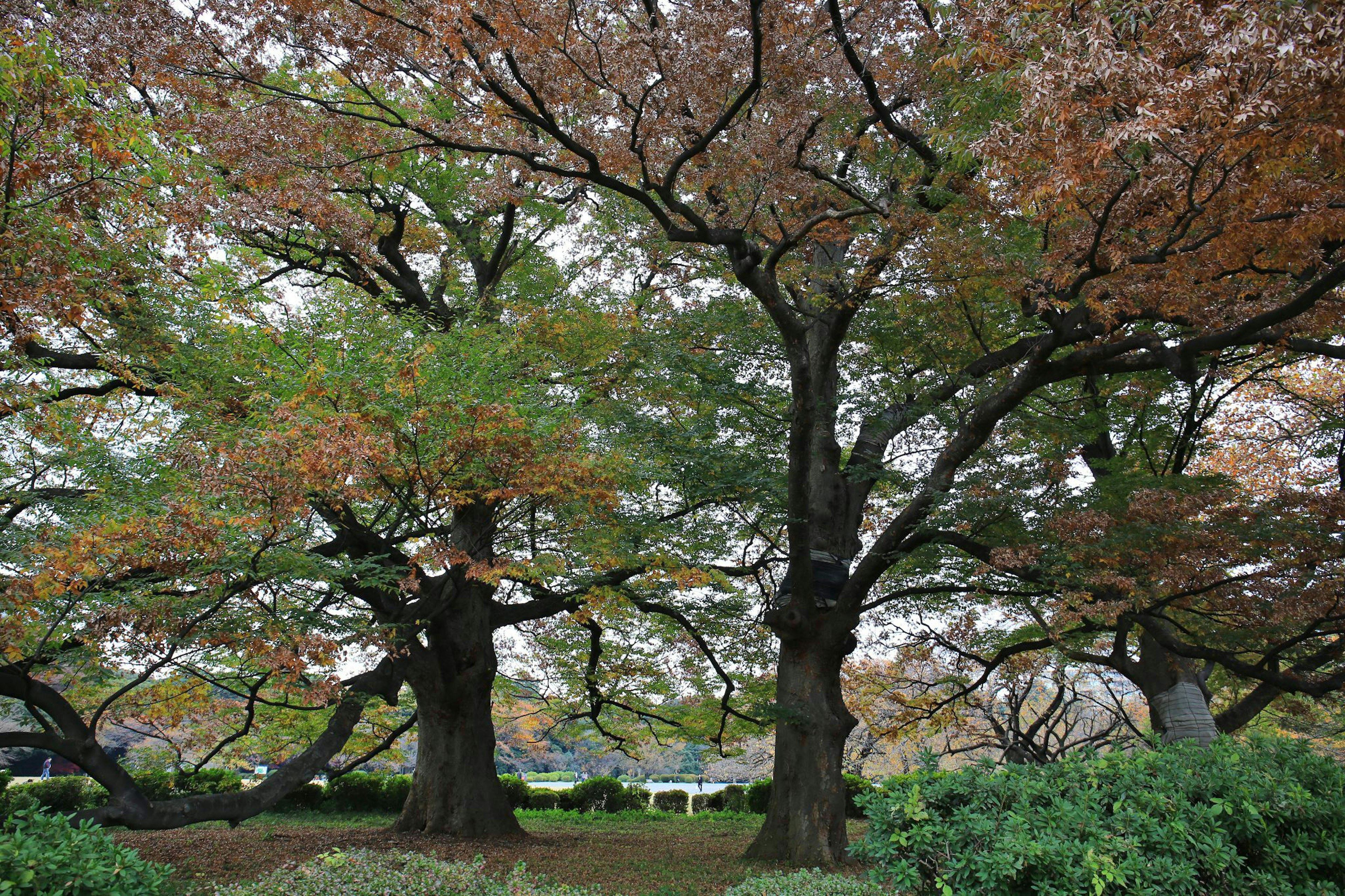 Paesaggio con grandi alberi e foglie autunnali