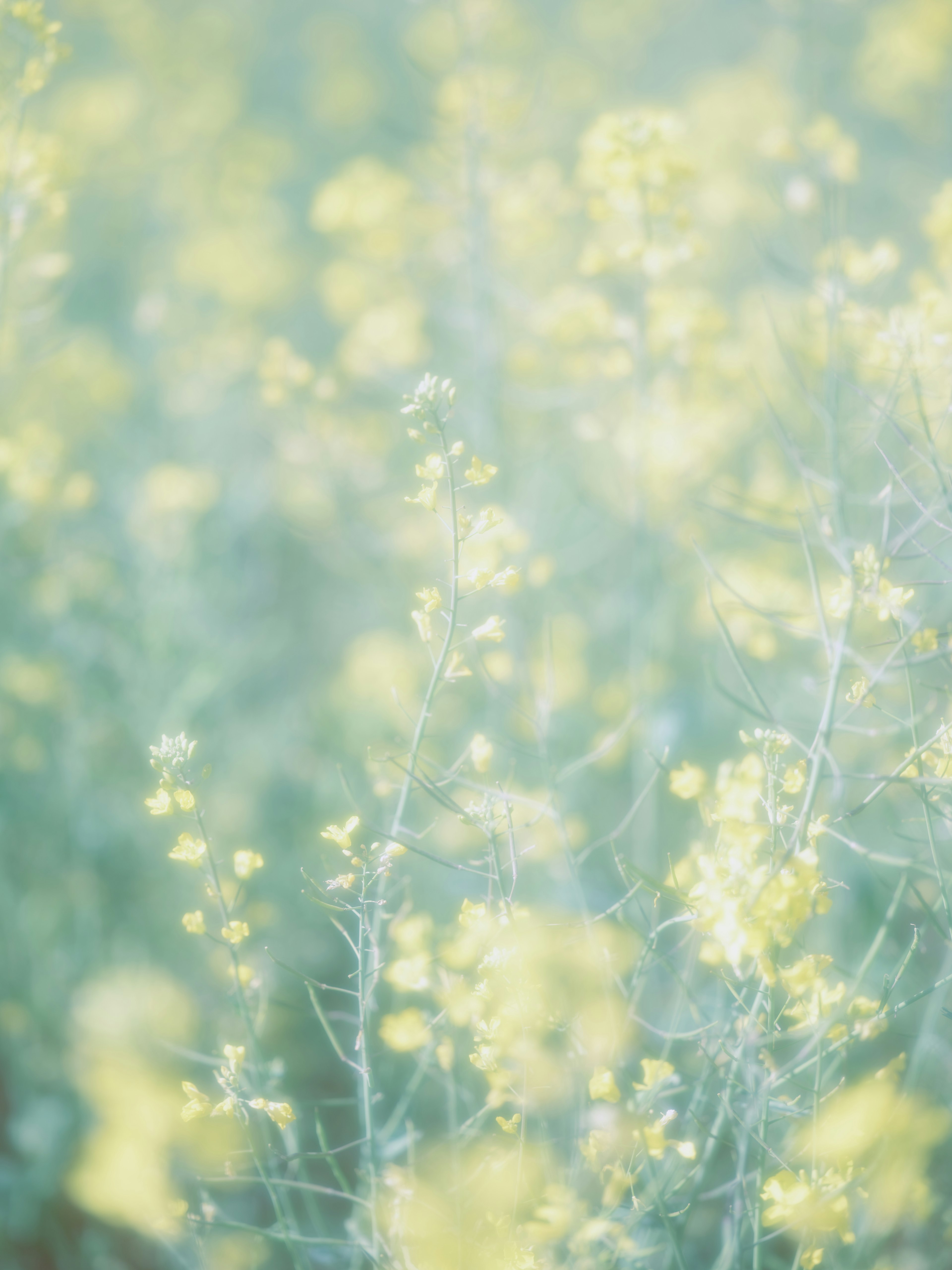 Soft-focus view of yellow flowers in a field