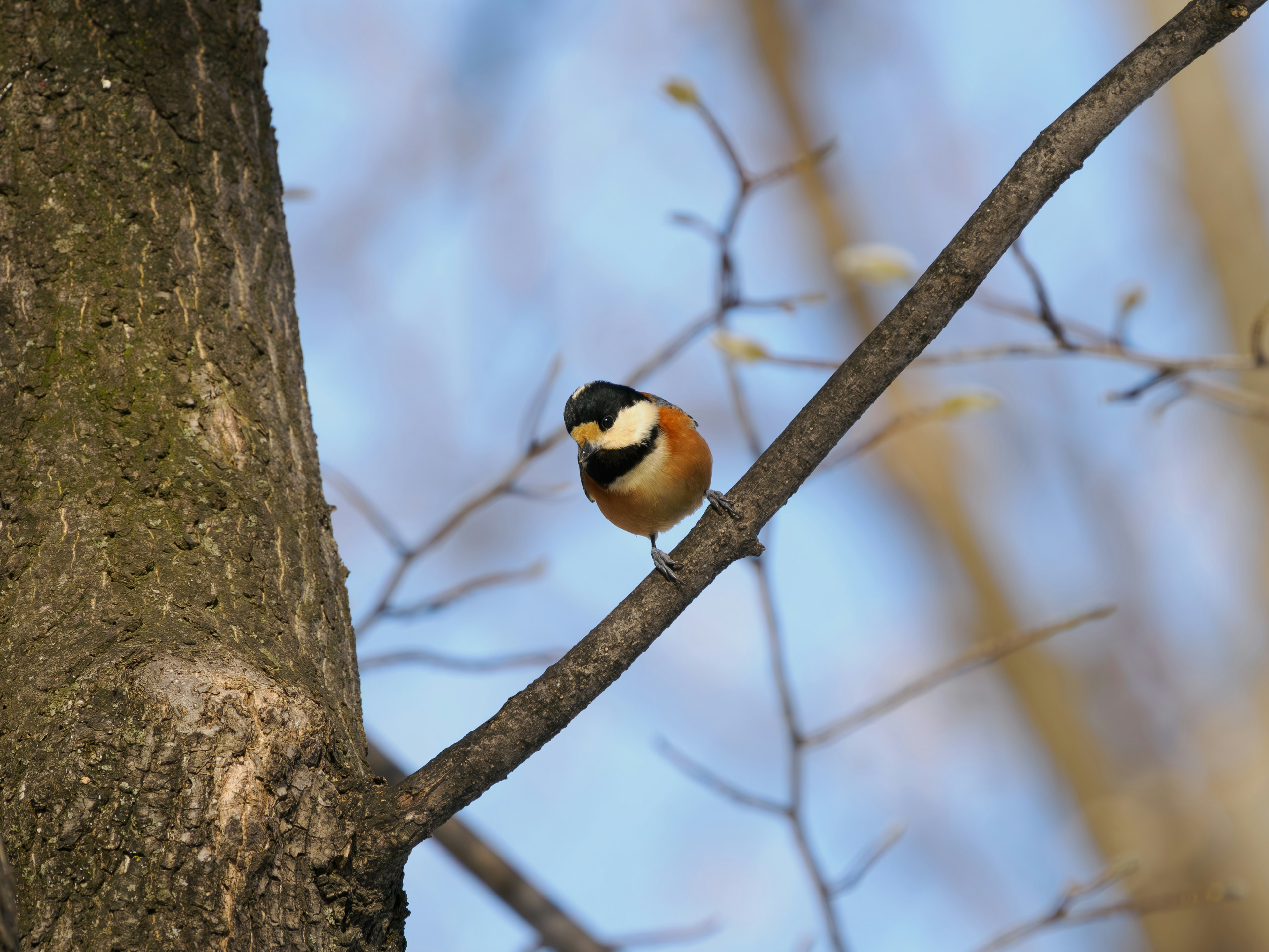 Bunter Vogel auf einem Baumzweig