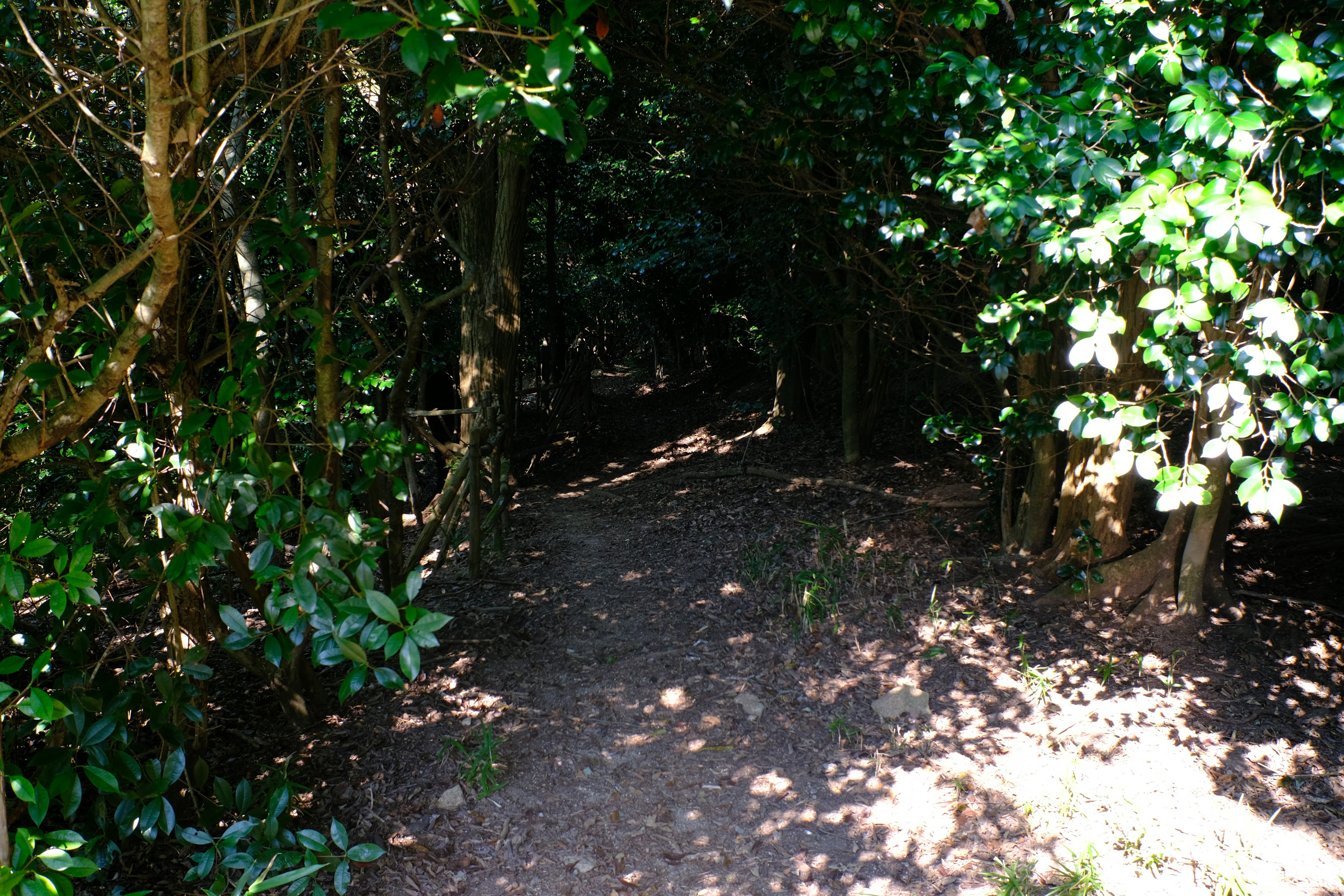 緑豊かな木々に囲まれた小道が続く森の風景