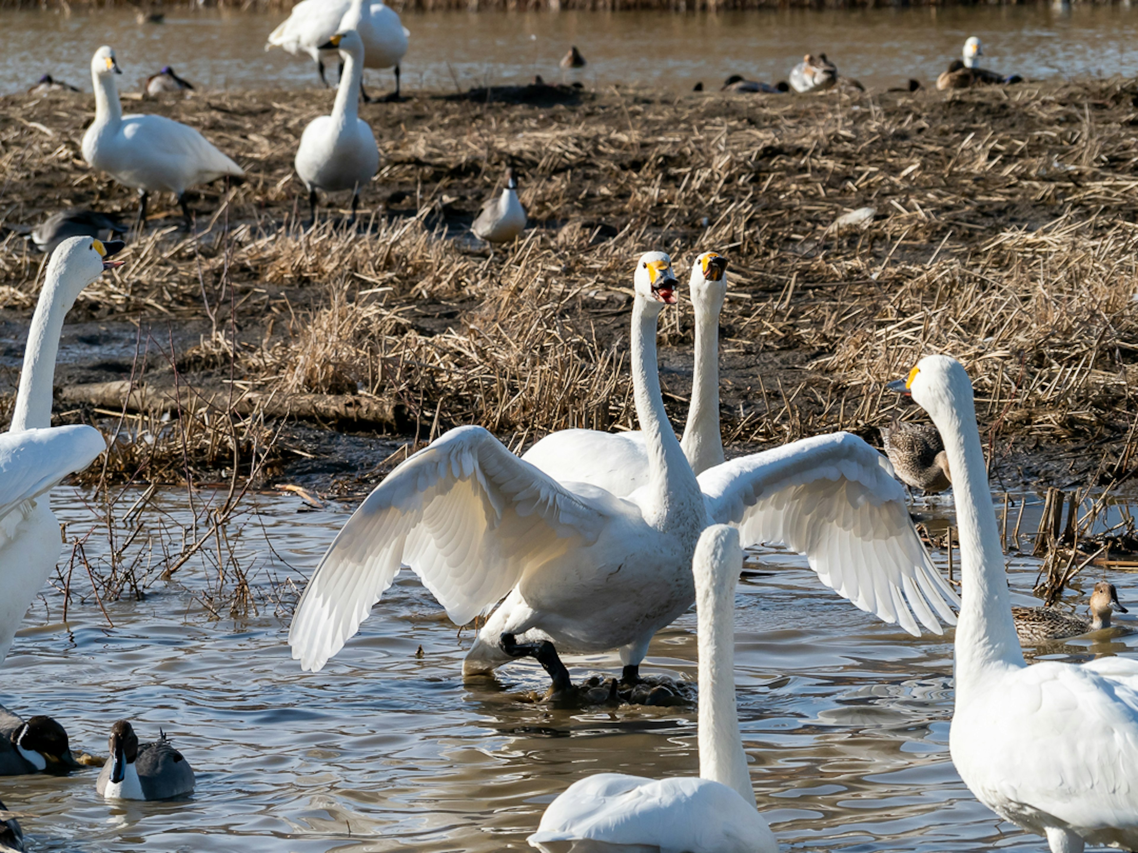 Swans by the water with one spreading its wings