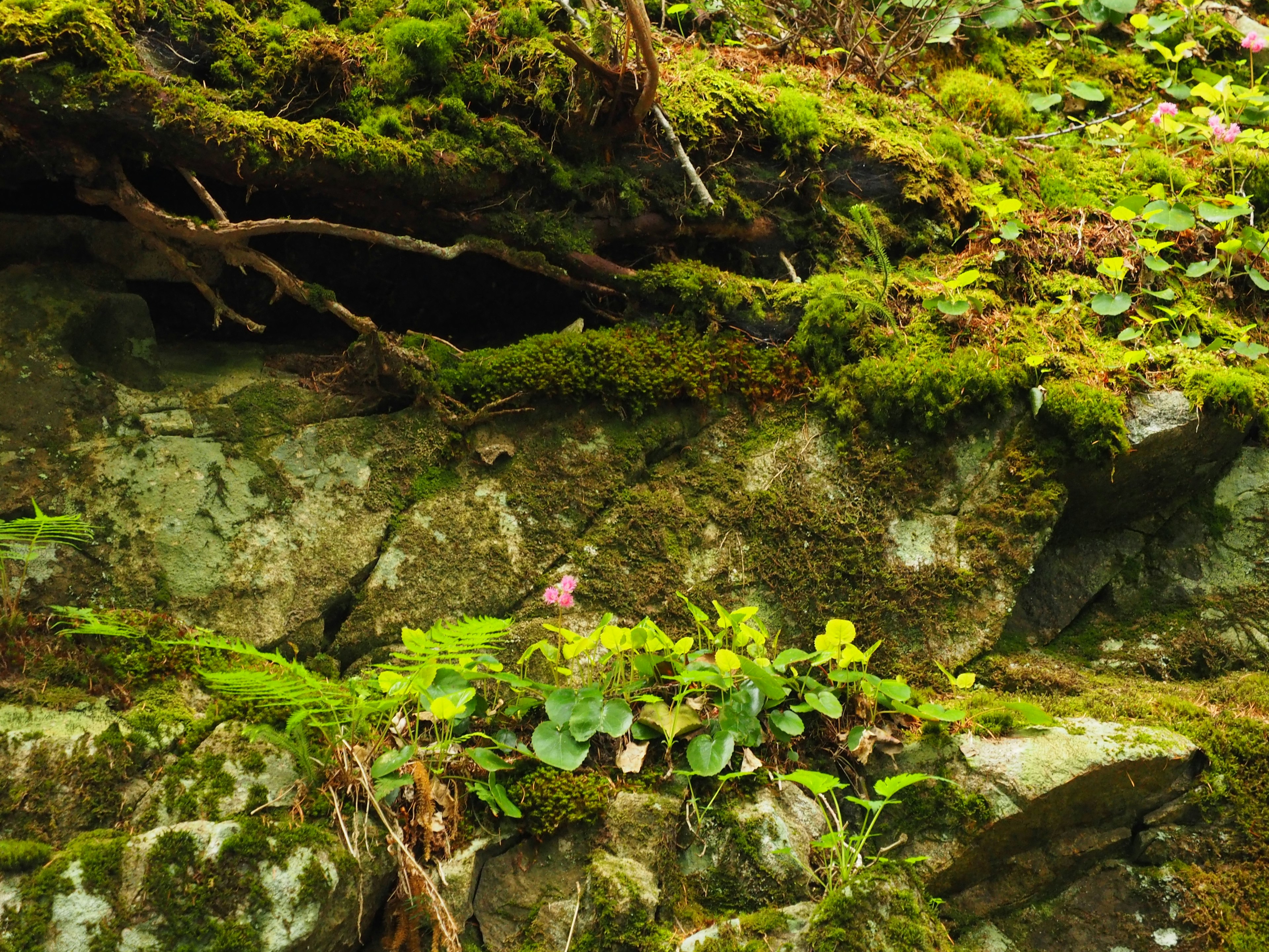 Une scène naturelle avec des rochers recouverts de mousse et des plantes vertes