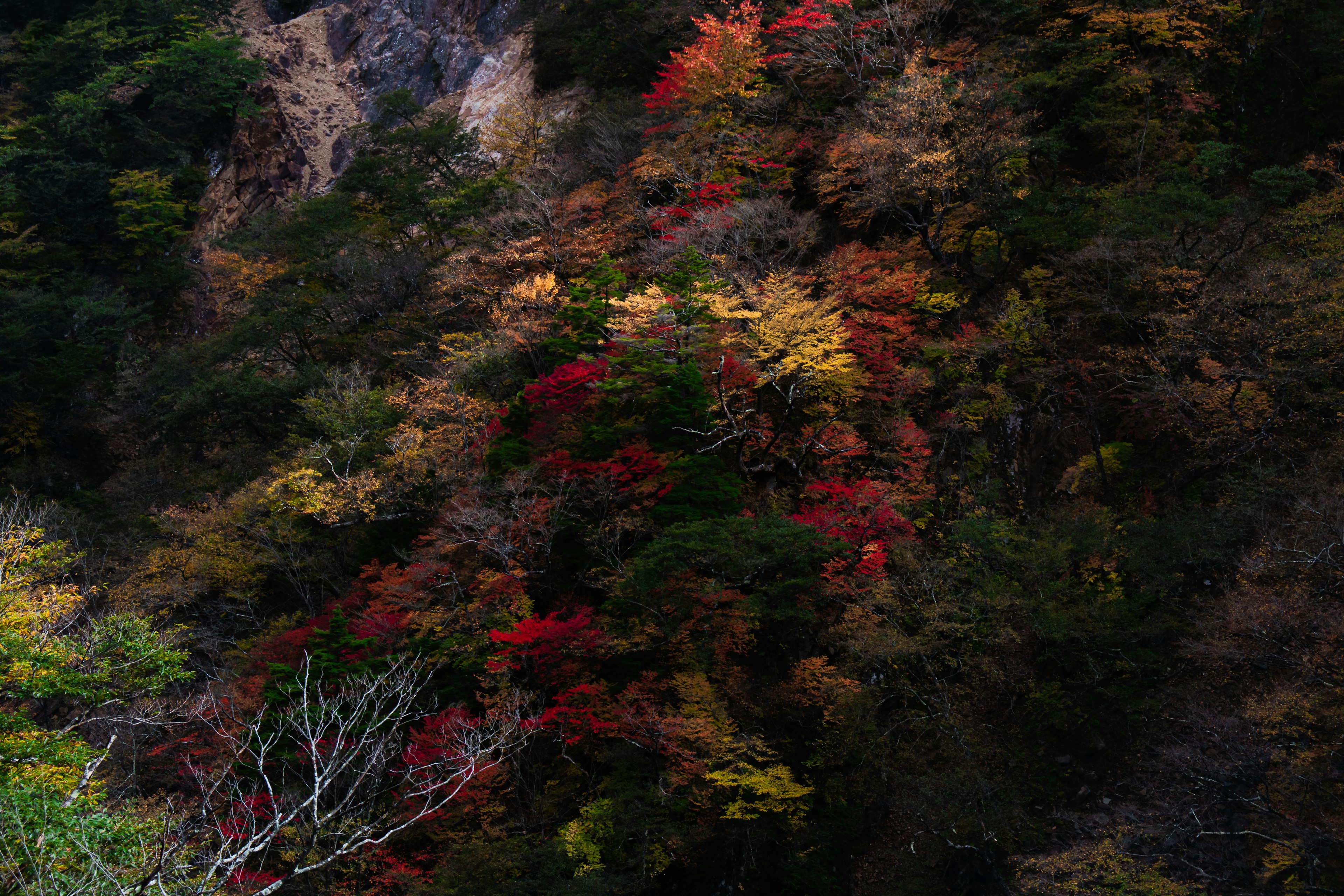 色とりどりの秋の葉が茂る山の斜面