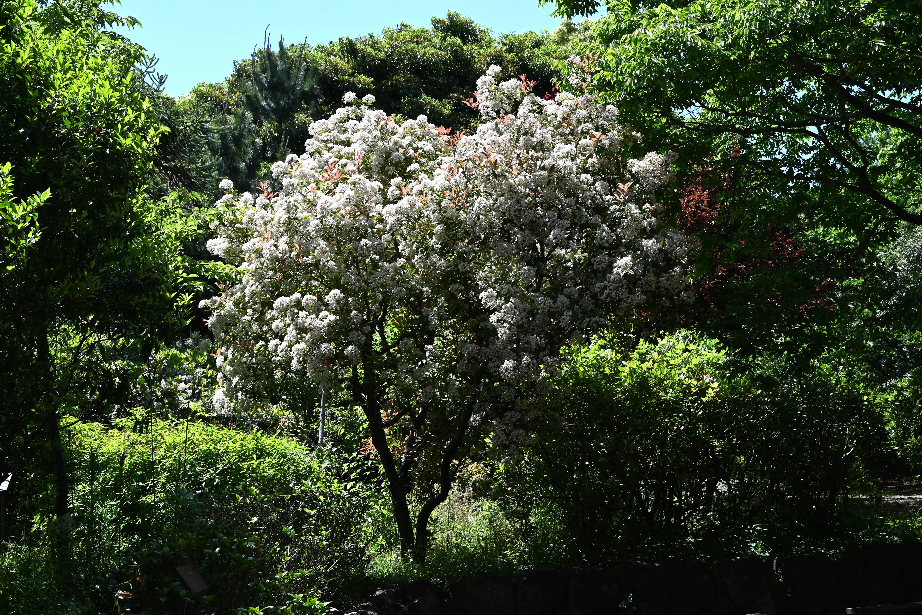 緑豊かな公園に咲く白い花の木と周囲の緑