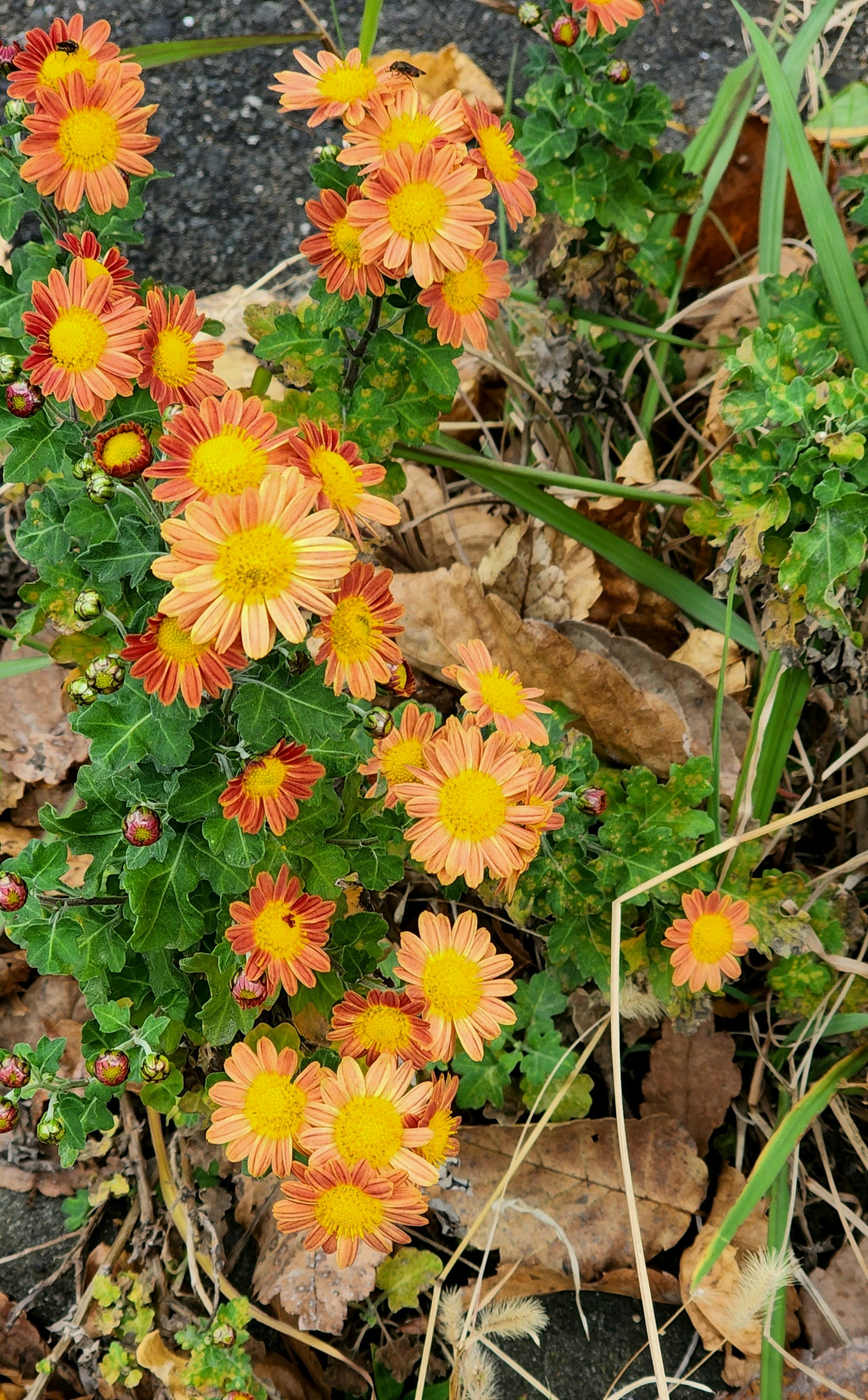 オレンジと黄色の花が咲く草花の群れ