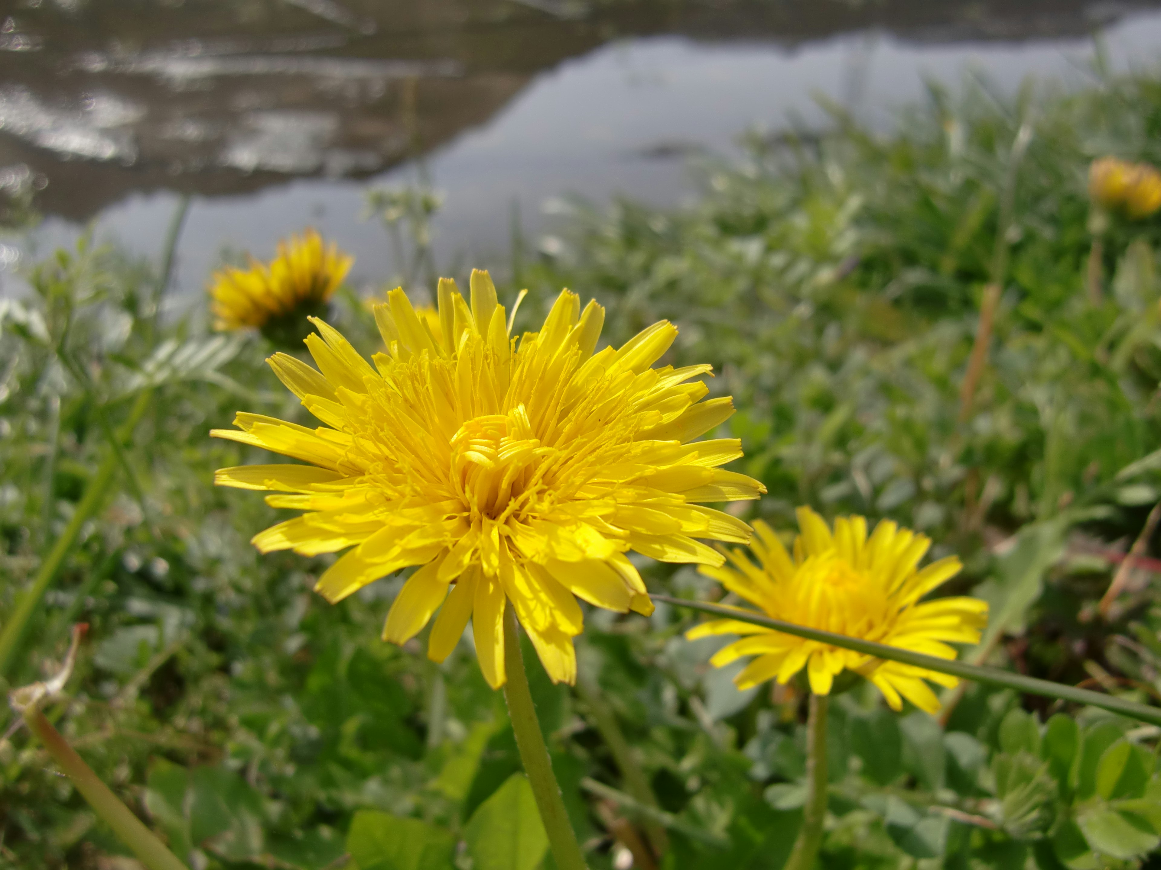 Fleurs de pissenlit jaunes fleurissant près de l'eau