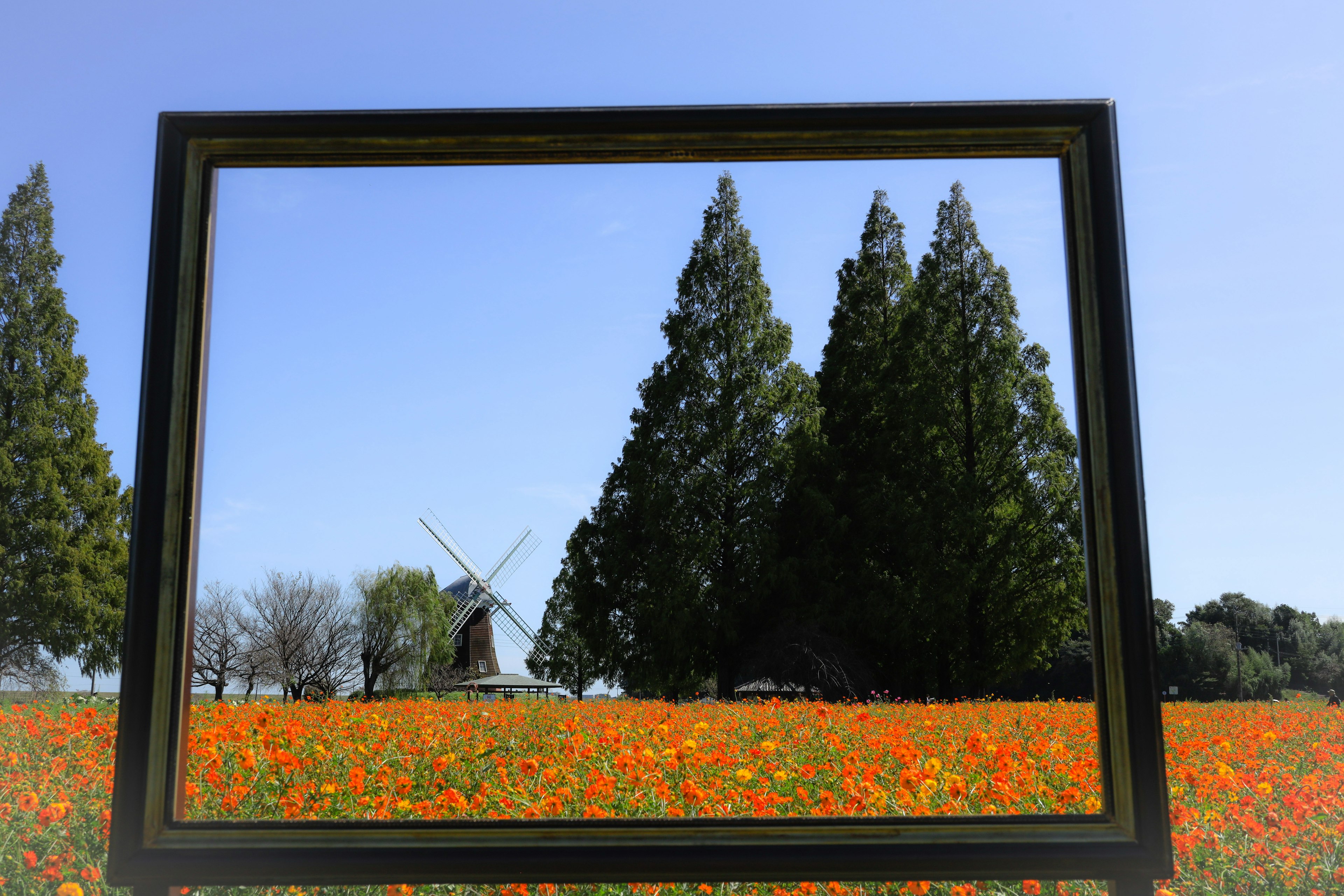 鮮やかなオレンジ色の花畑と風車を背景にした大きな額縁の風景