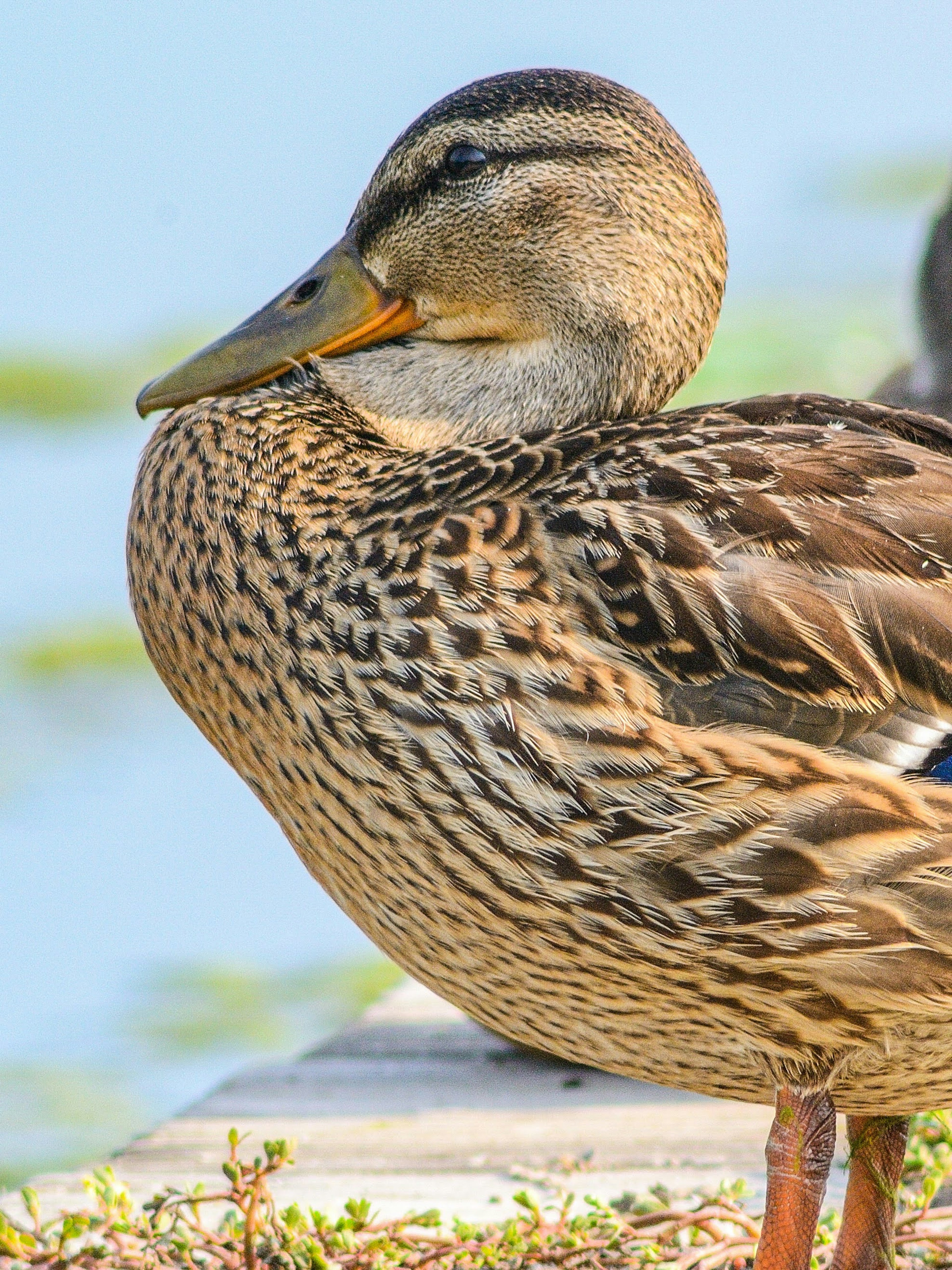 Gros plan d'une femelle colvert se reposant près de l'eau montrant de beaux motifs de plumes