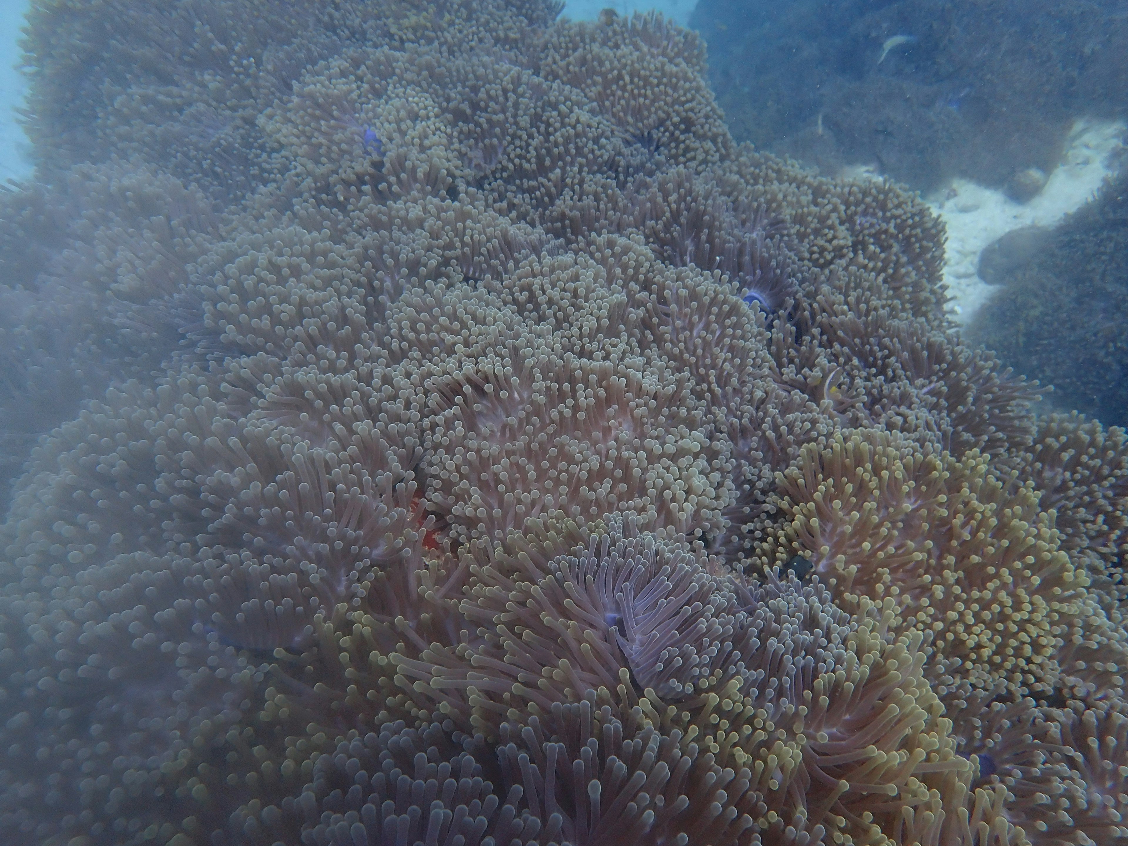 Scène sous-marine avec des coraux colorés et des algues