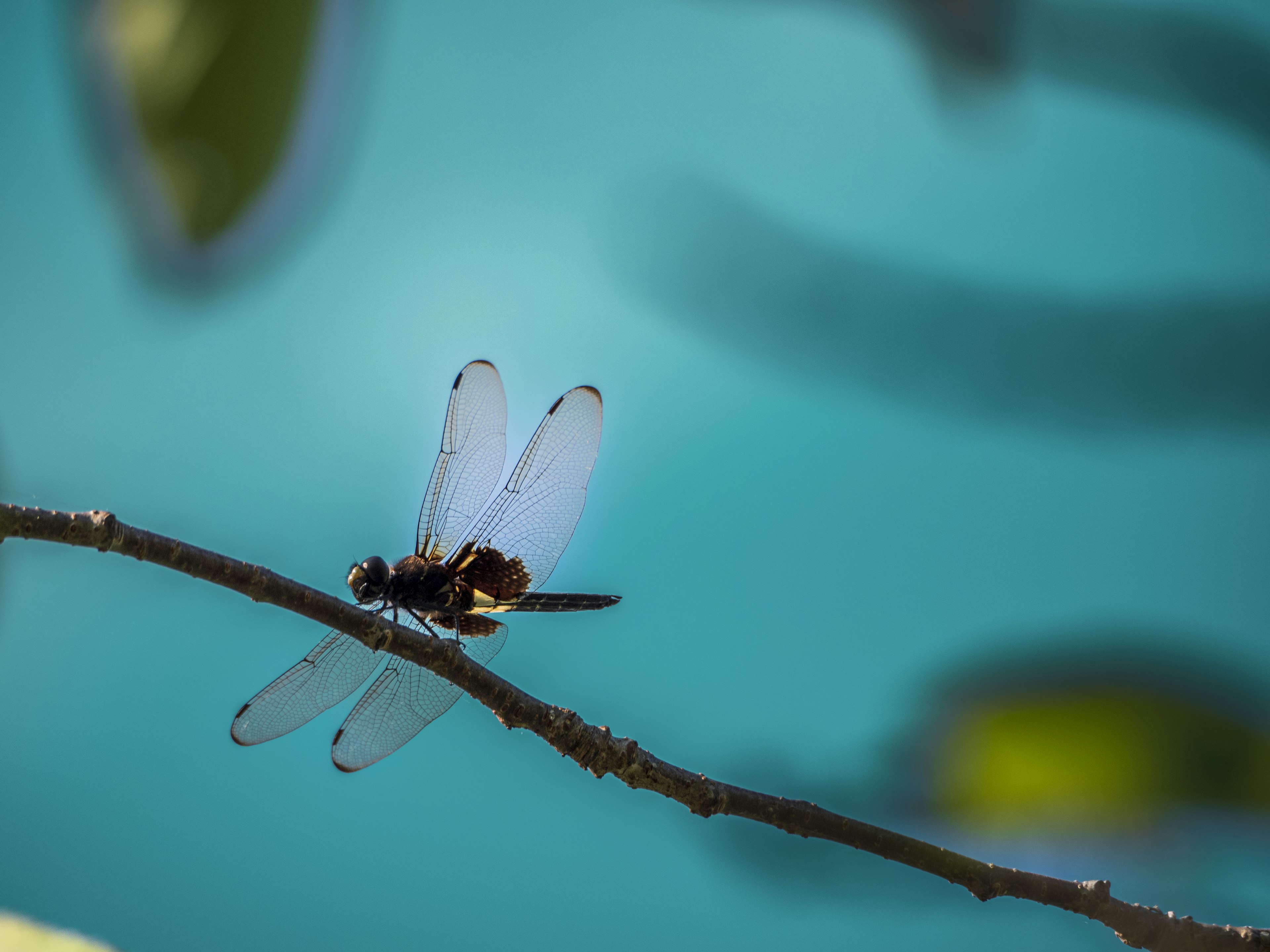 Dragonfly perched on a branch with a blue background