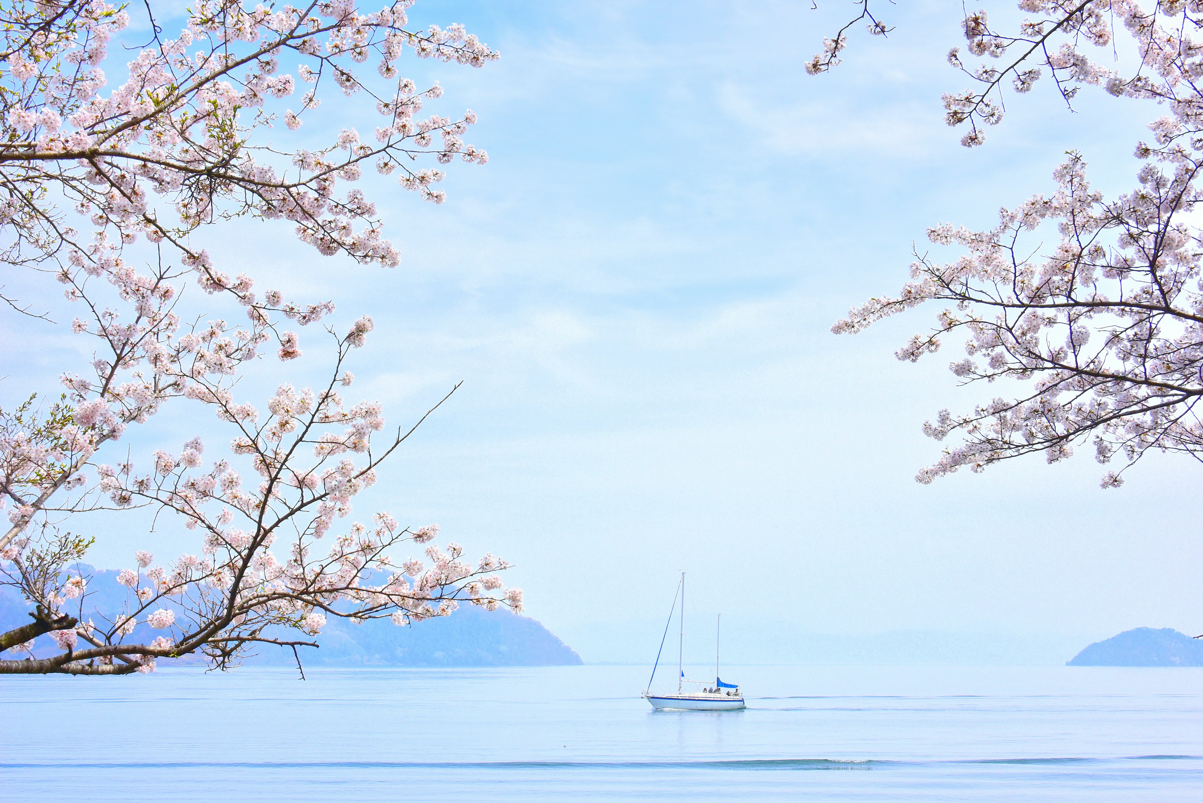 Vista panoramica di ciliegi in fiore con uno yacht su acque calme