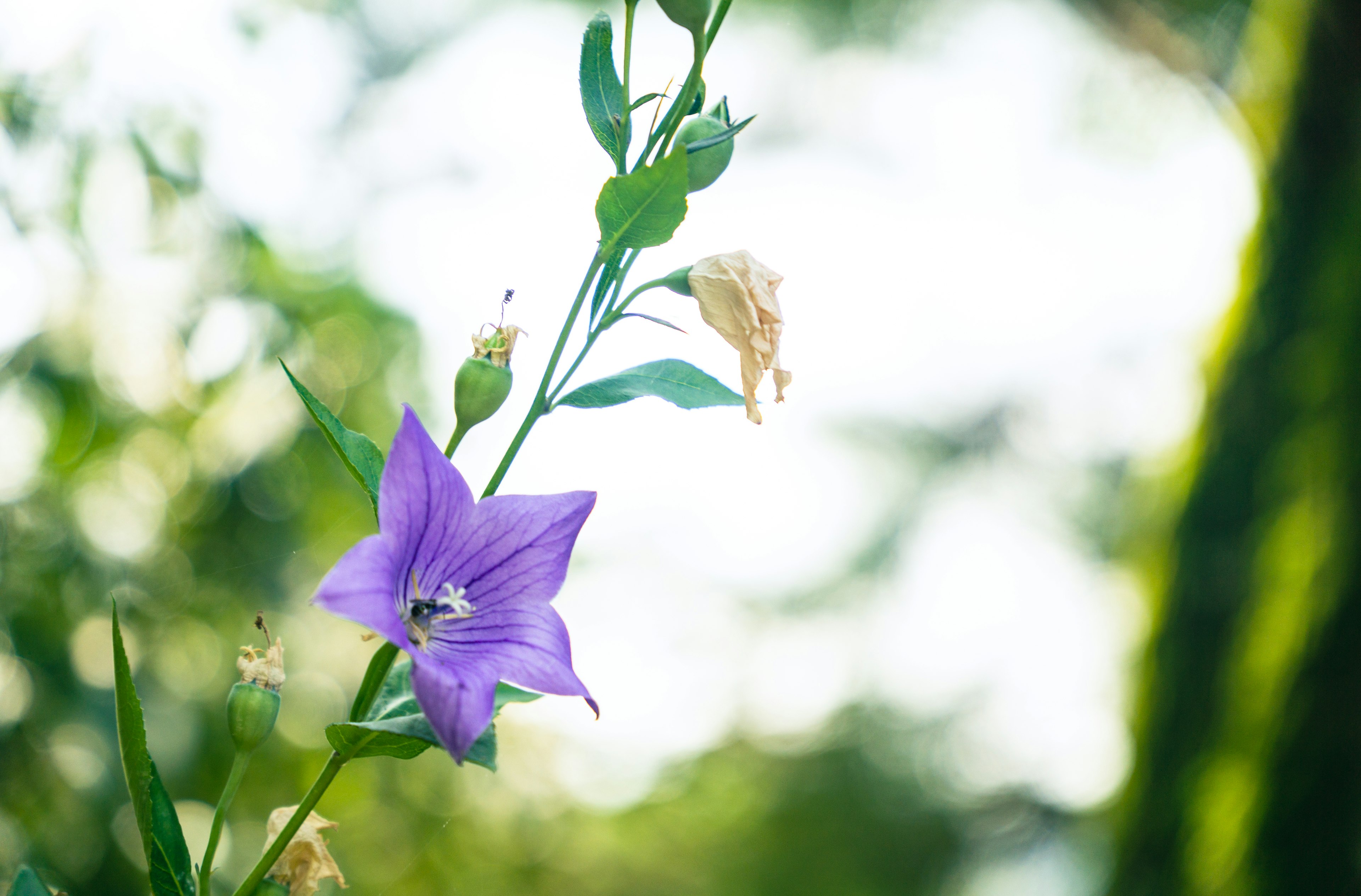 Lila Blume mit grünen Blättern in einer natürlichen Umgebung