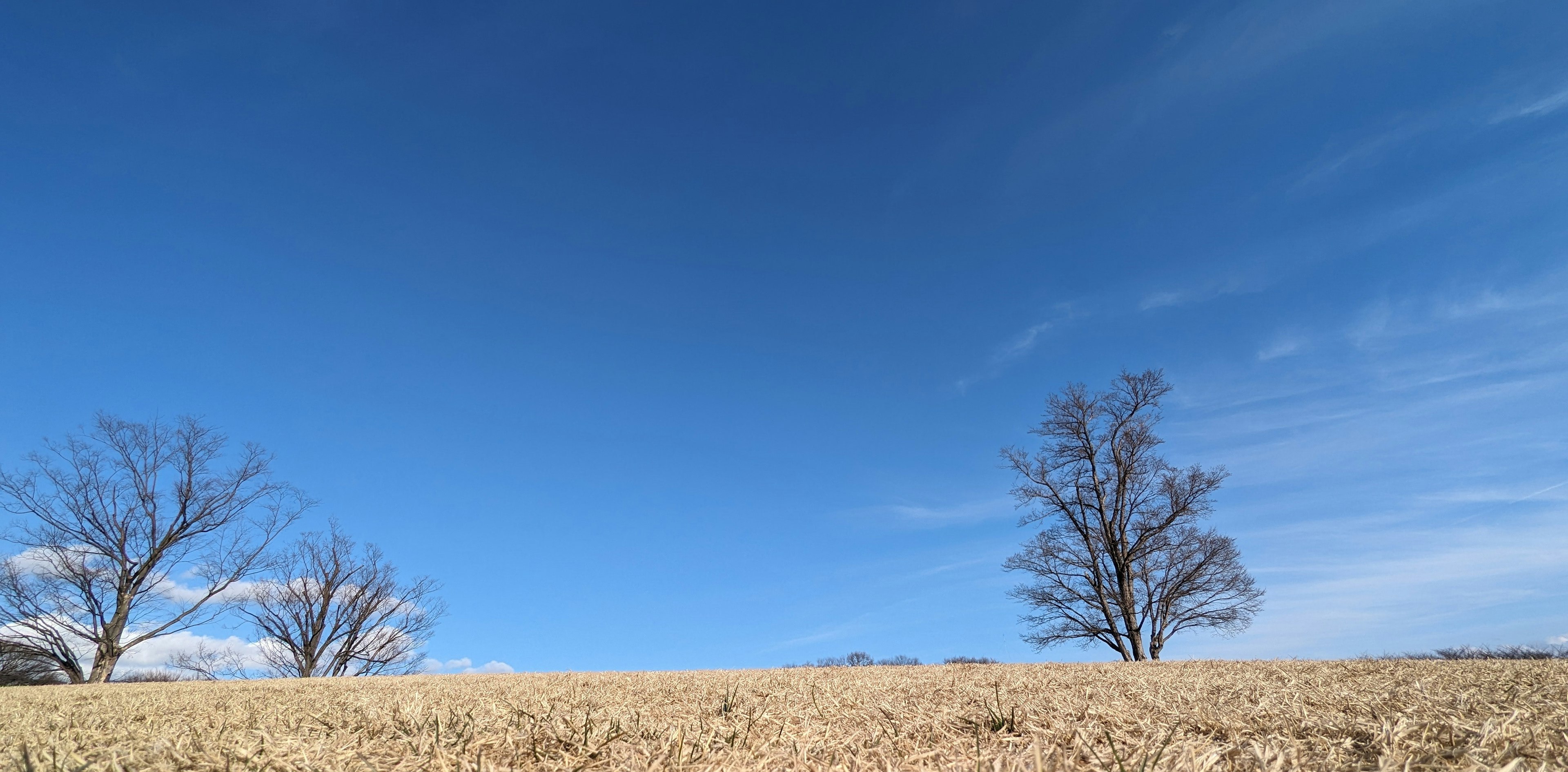 Dos árboles de pie en un campo de hierba bajo un cielo azul claro