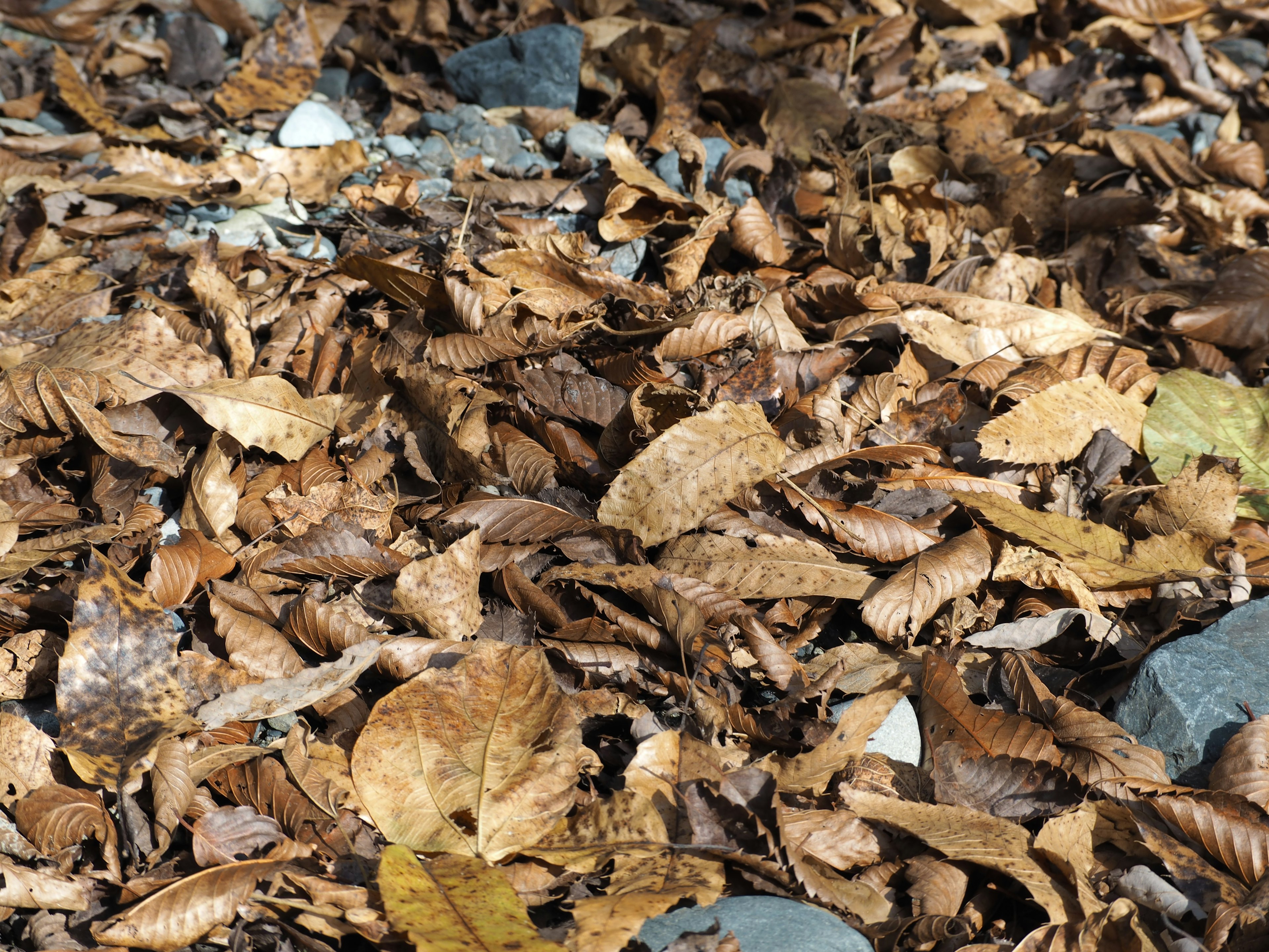 Gros plan du sol recouvert de feuilles mortes et de pierres