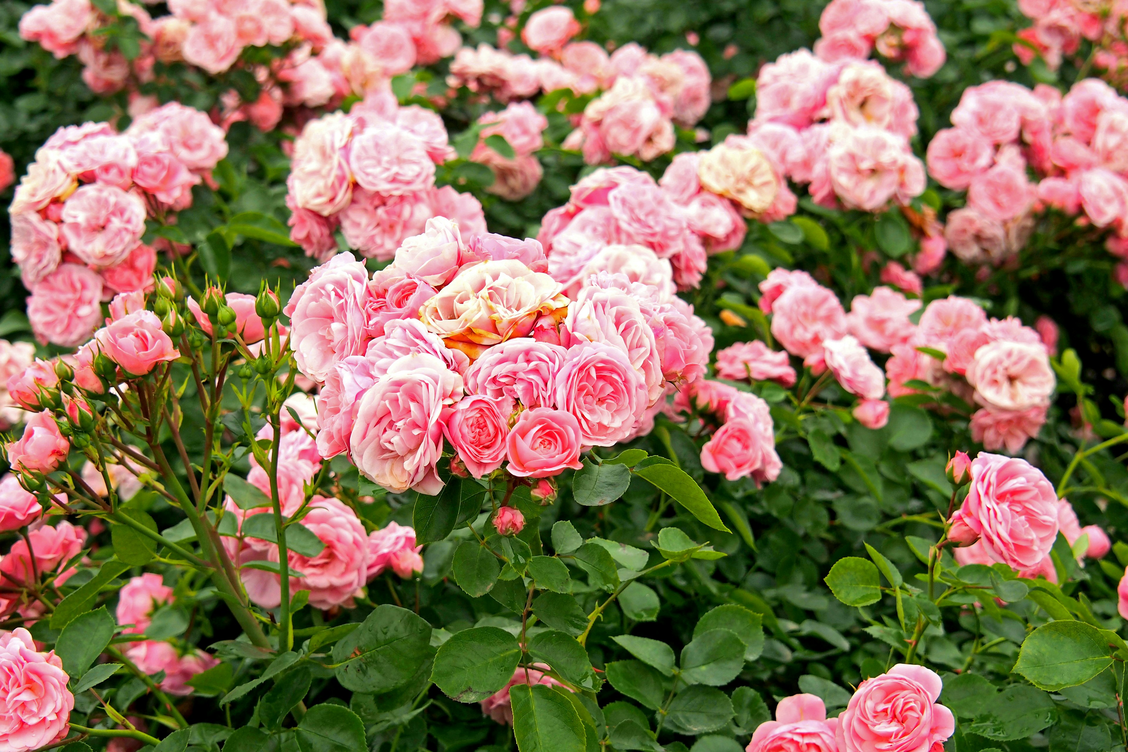 Lebendige rosa Rosen blühen in einem üppigen Garten