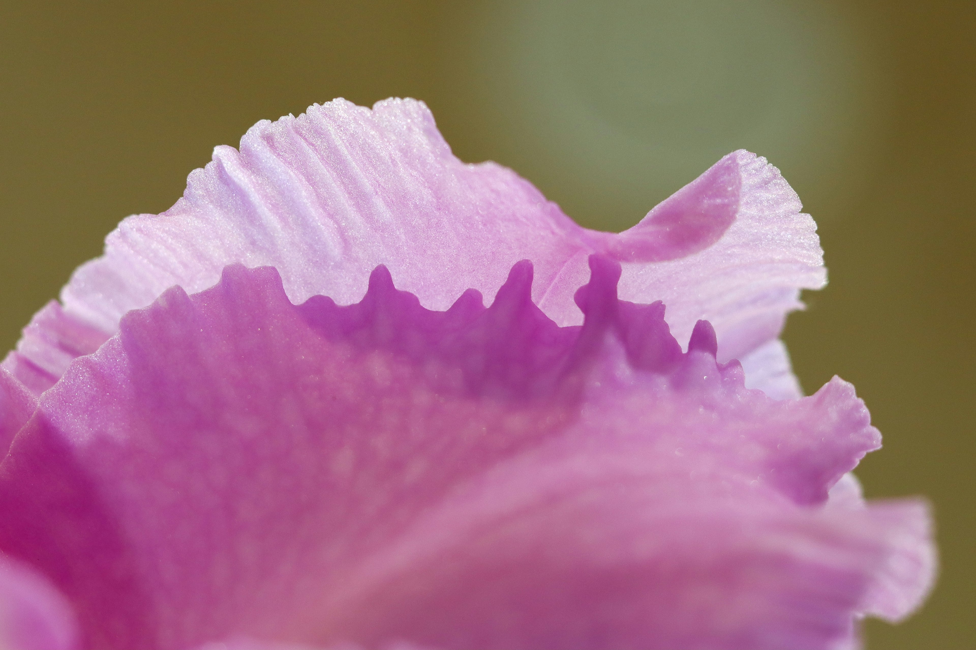 Gros plan d'un pétale de fleur rose avec des bords froncés et des teintes douces