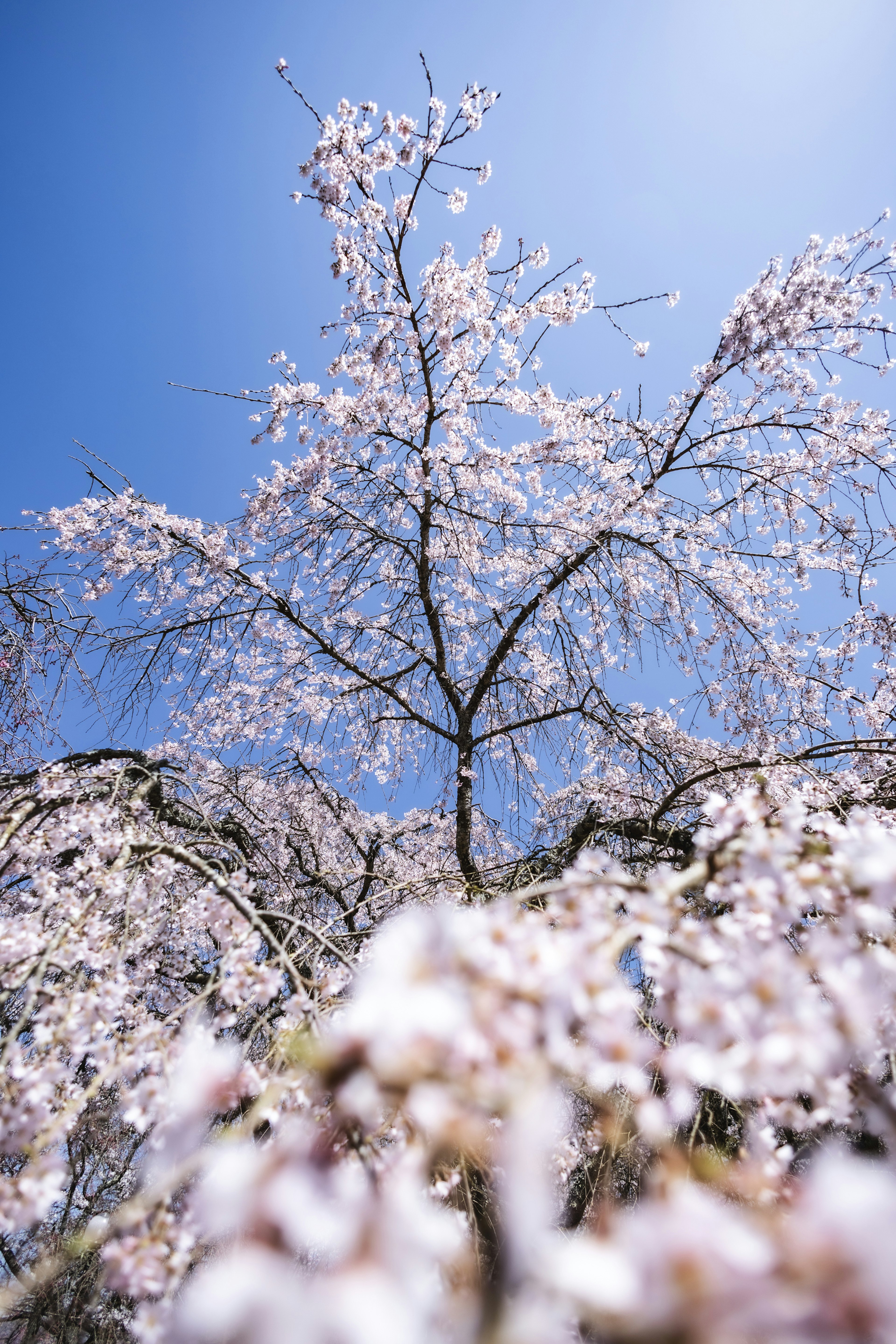 青空の下で咲く桜の木の花