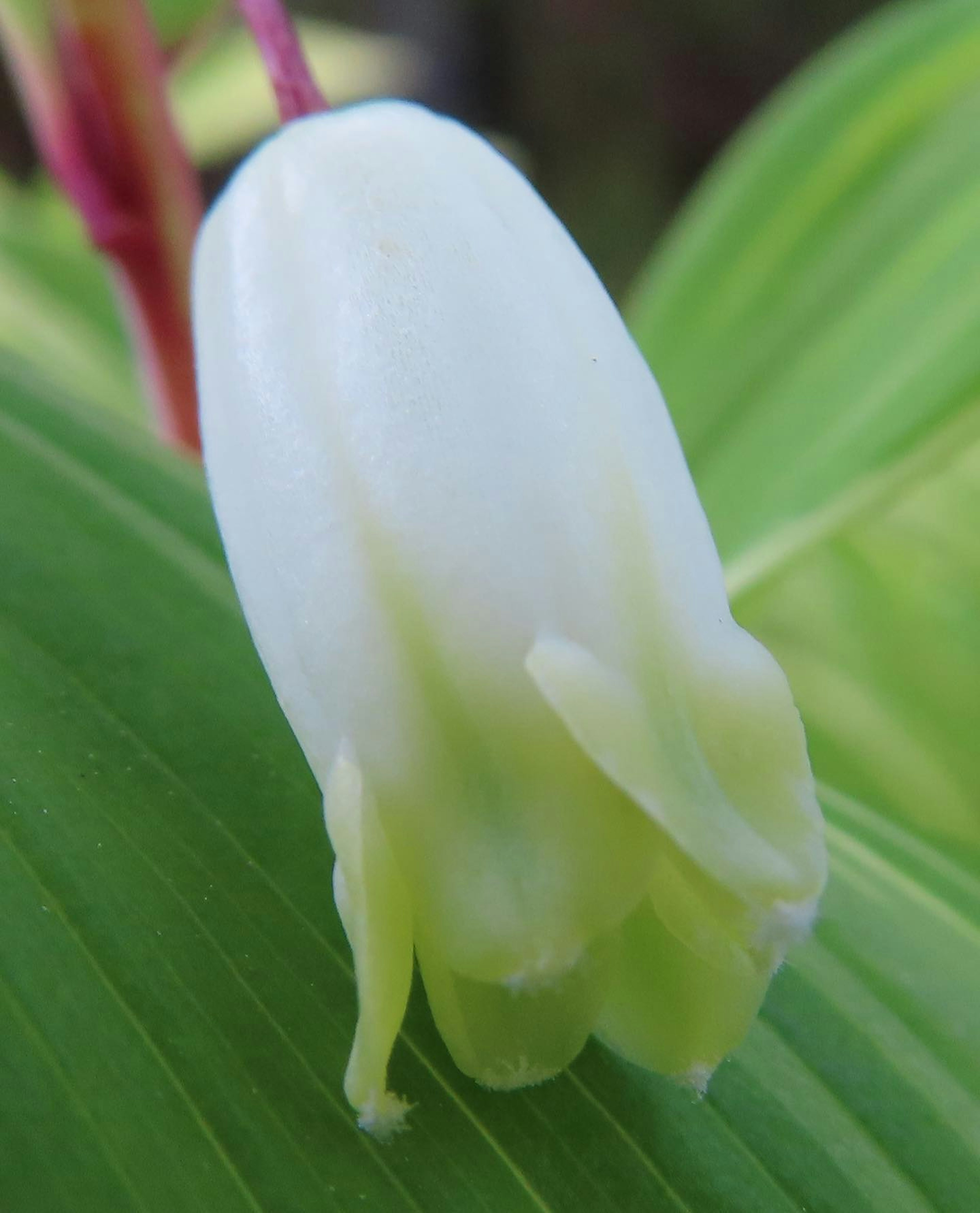 Bouton de fleur blanche avec des feuilles vertes