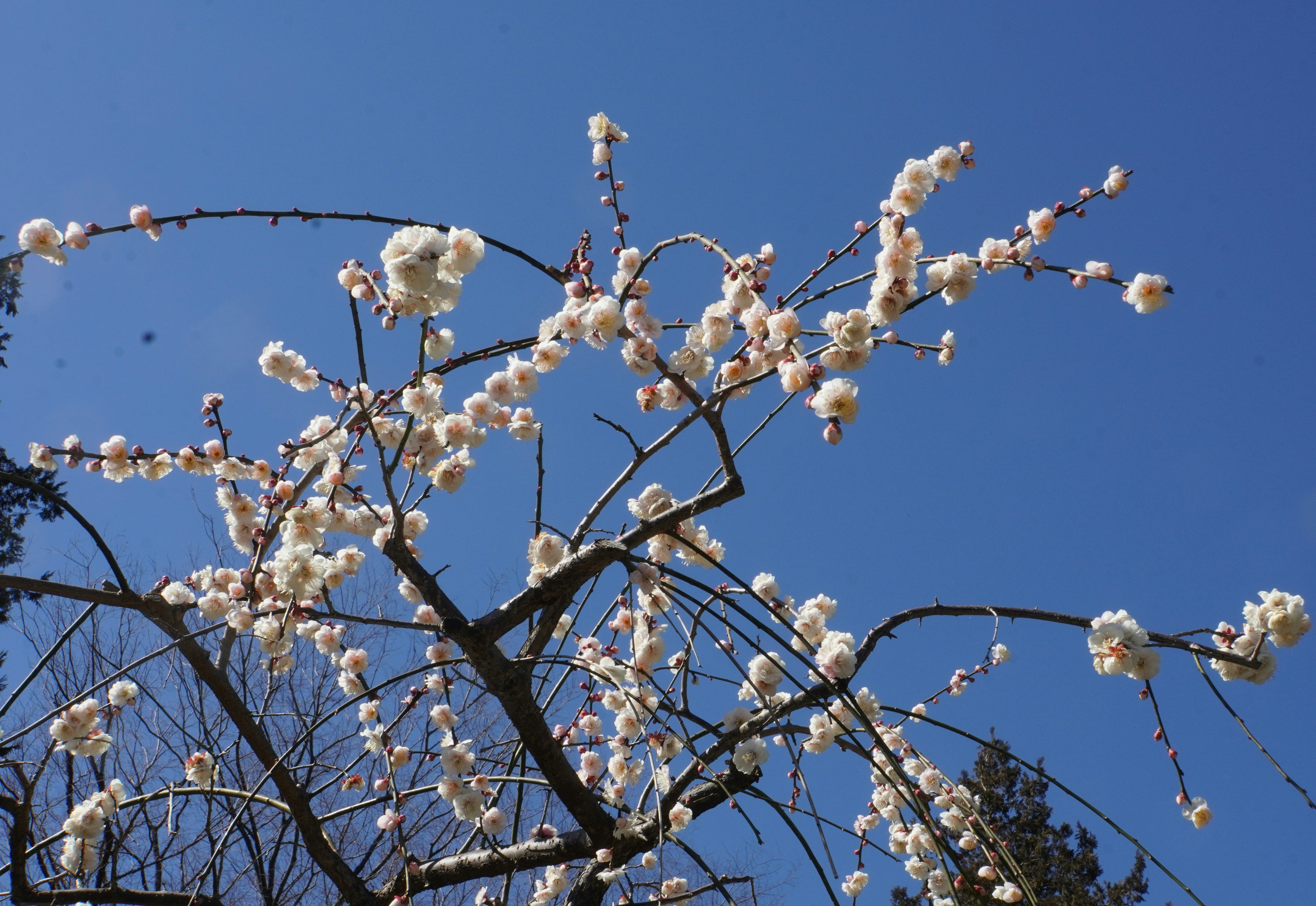 Ramas de cerezos en flor bajo un cielo azul claro