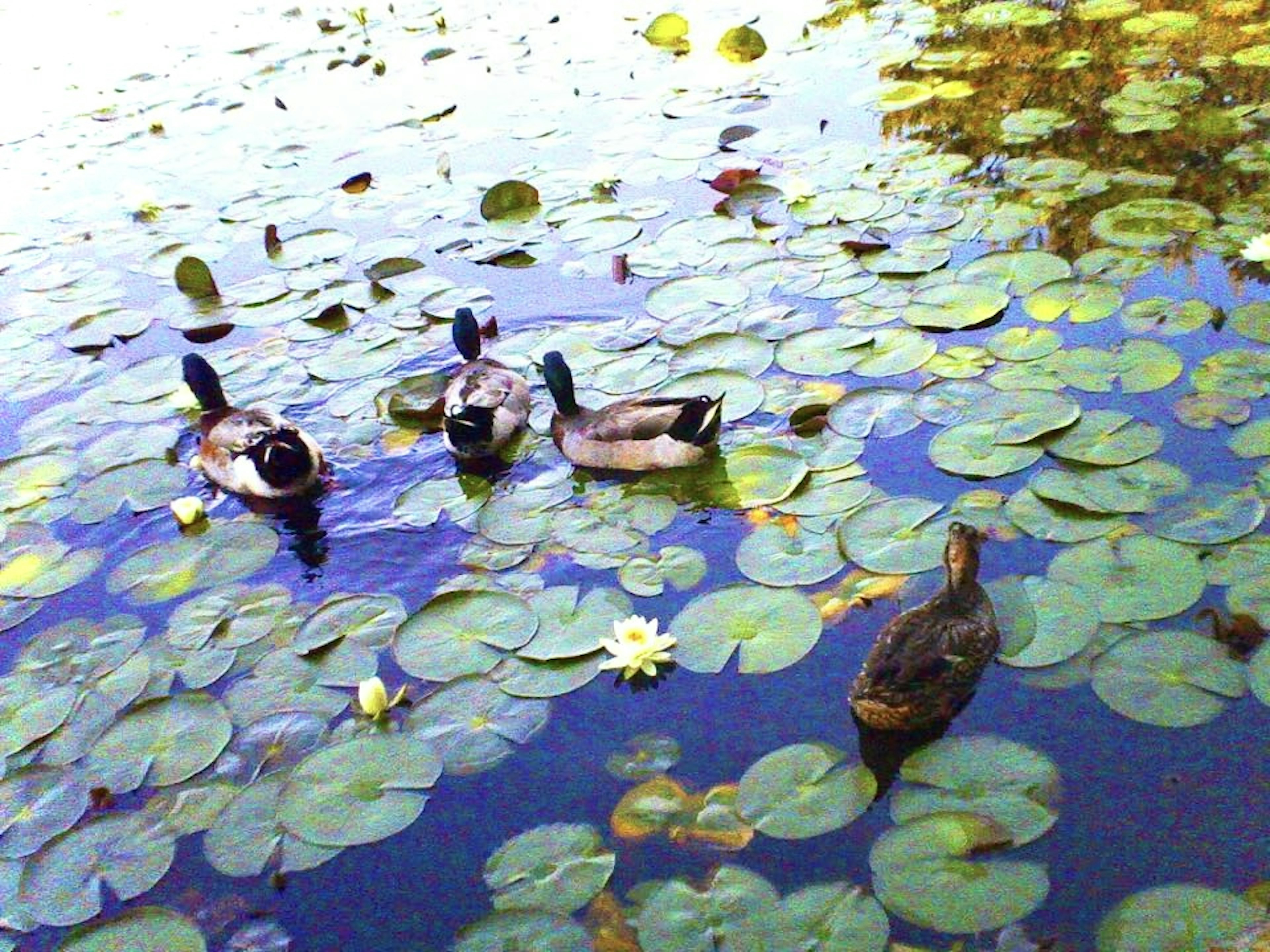 Bebek-bebek berenang di antara teratai di kolam yang tenang