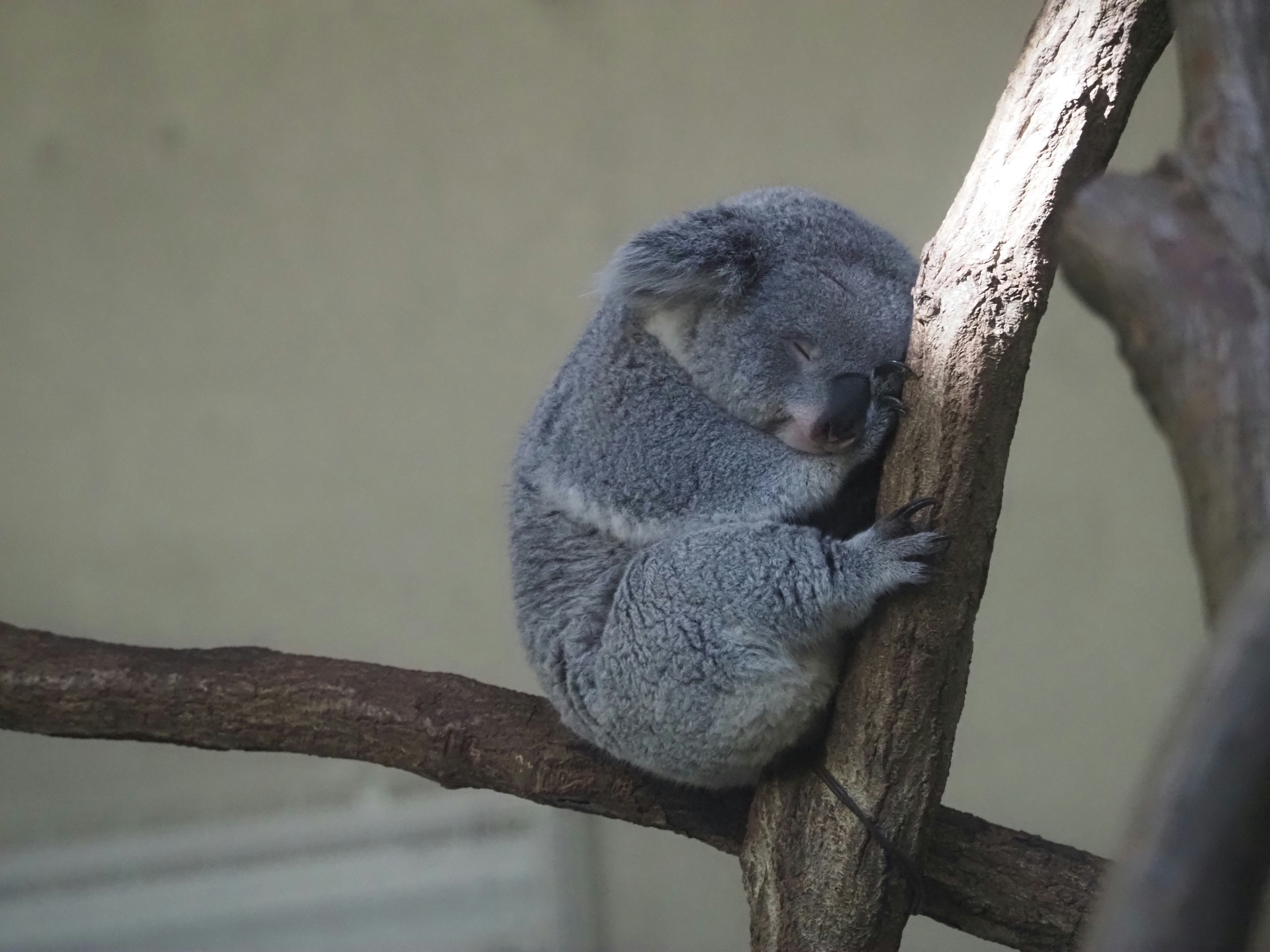 Cute koala resting against a tree branch