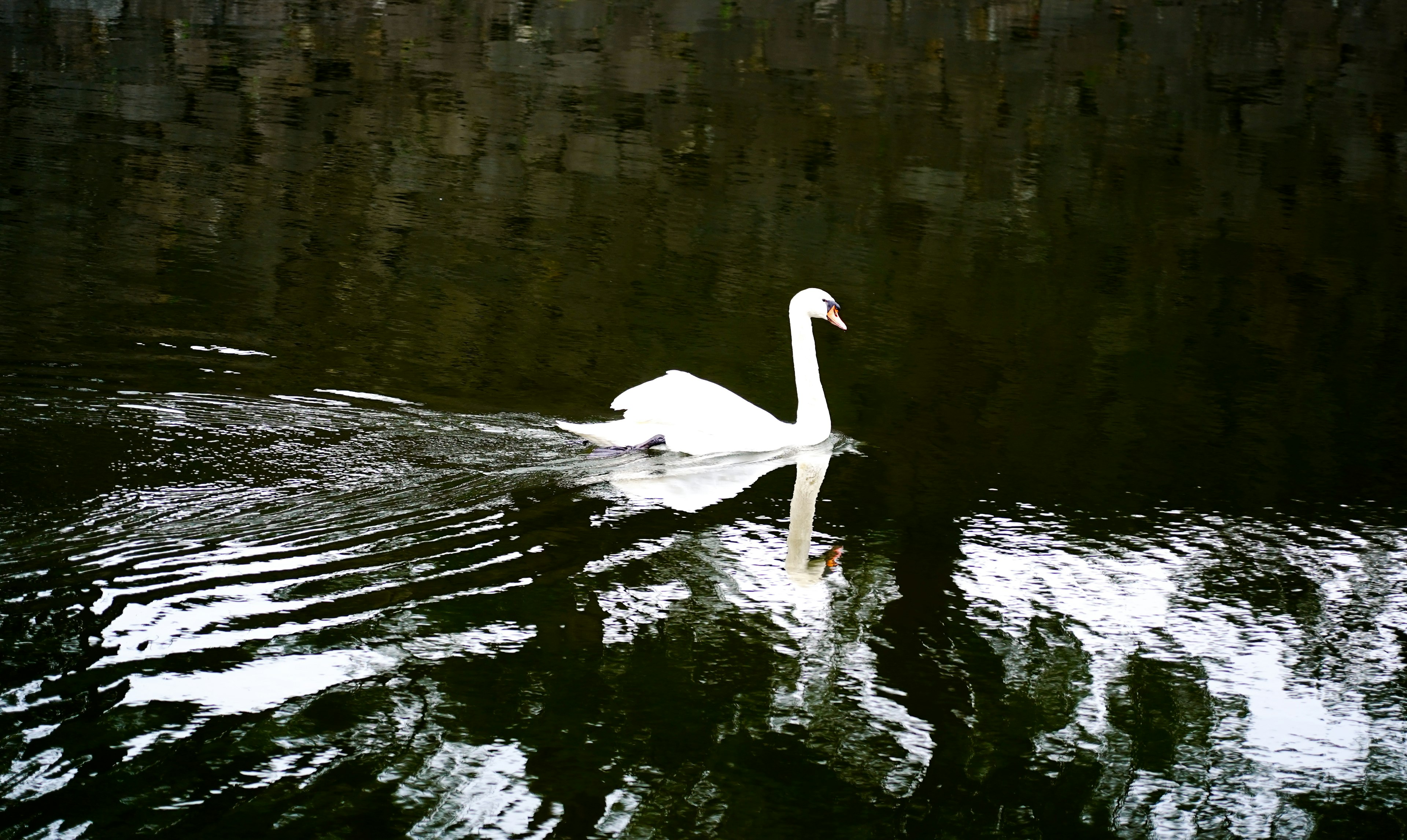 A graceful swan swimming on the water with its reflection