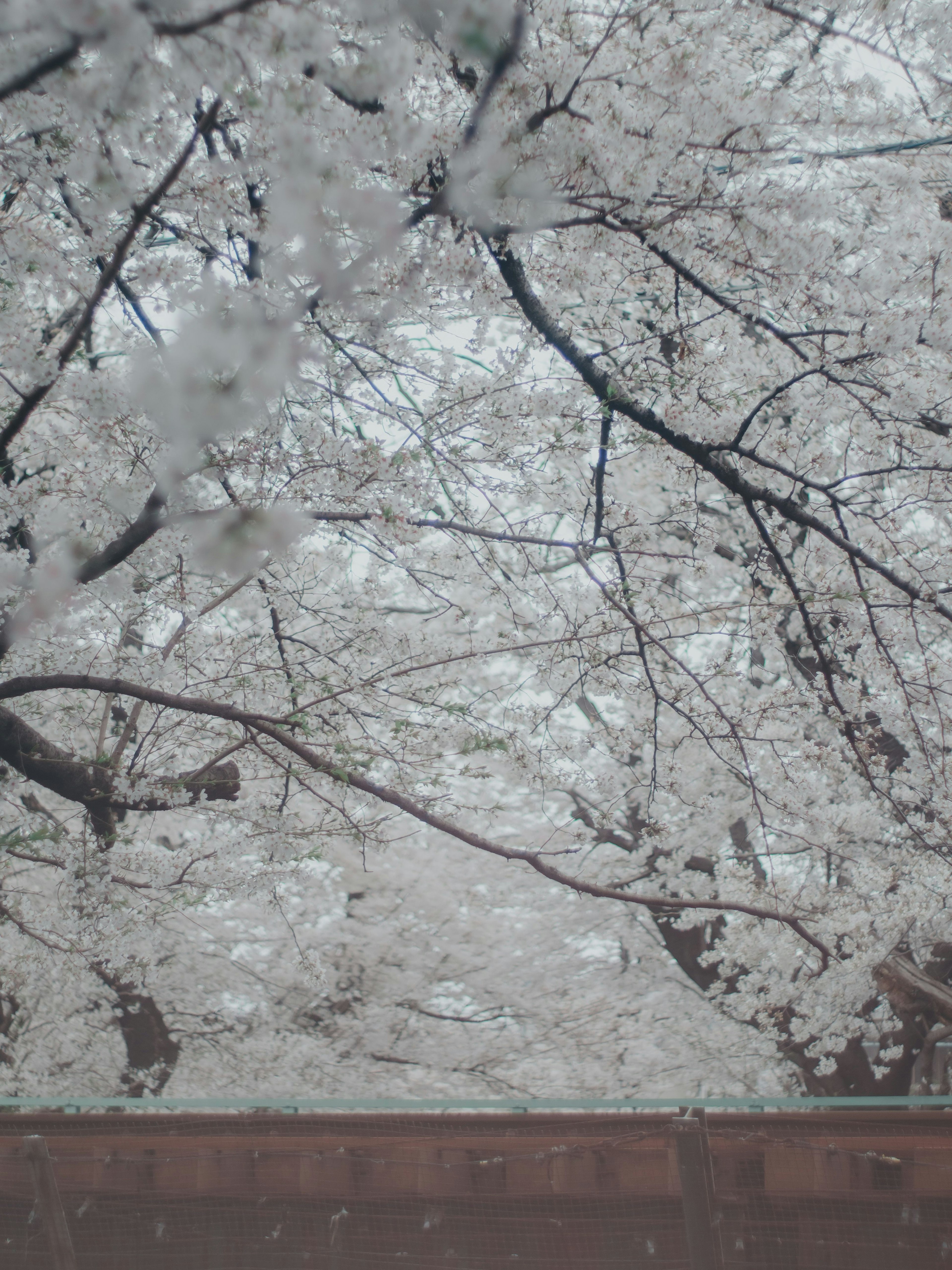 桜の木が満開の白い花で覆われている風景