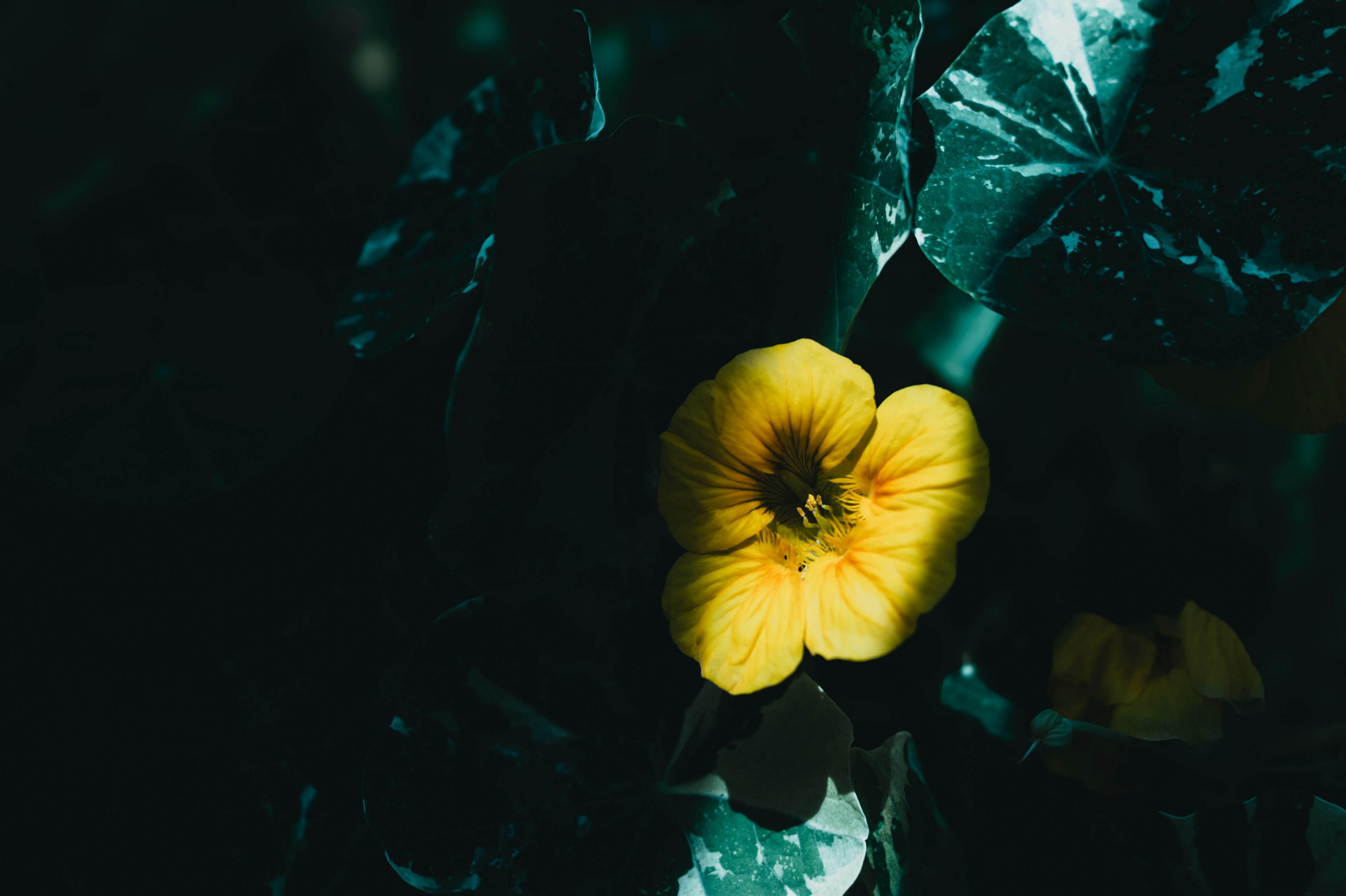 Nahaufnahme einer gelben Blume vor dunklem Hintergrund