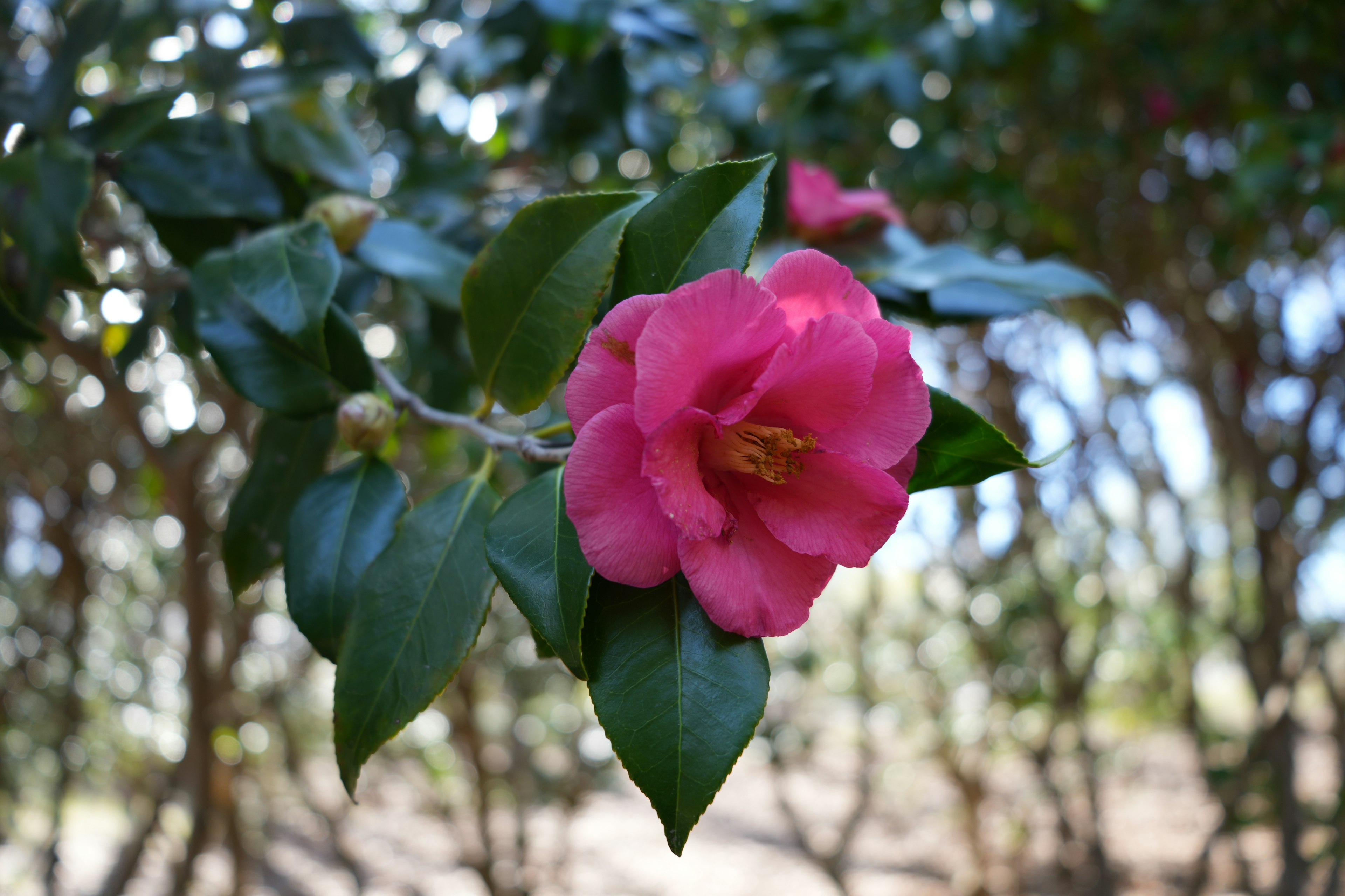 Fiore di camelia rosa brillante che fiorisce tra le foglie verdi