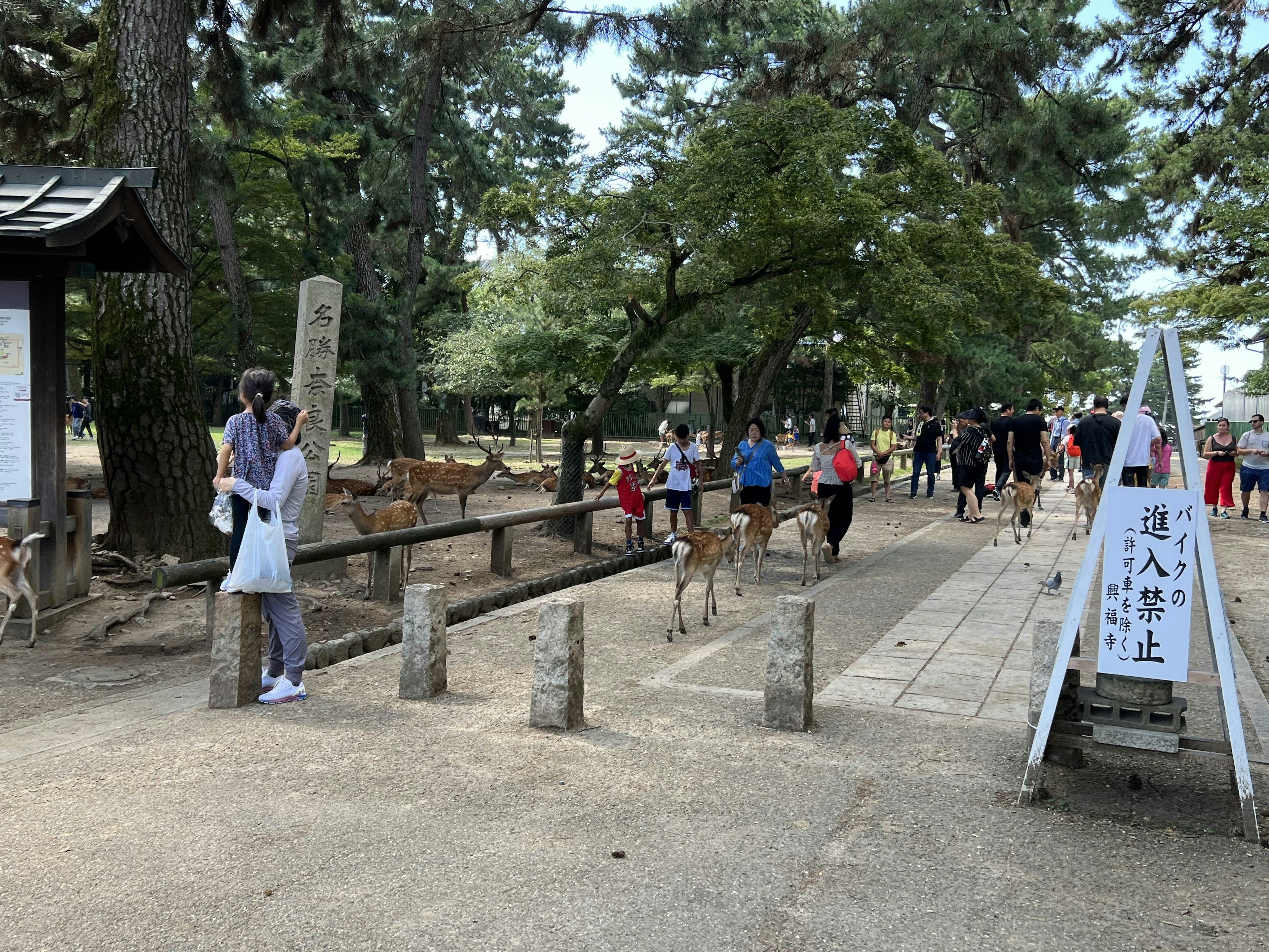 Pemandangan di Taman Nara dengan wisatawan dan sekelompok rusa