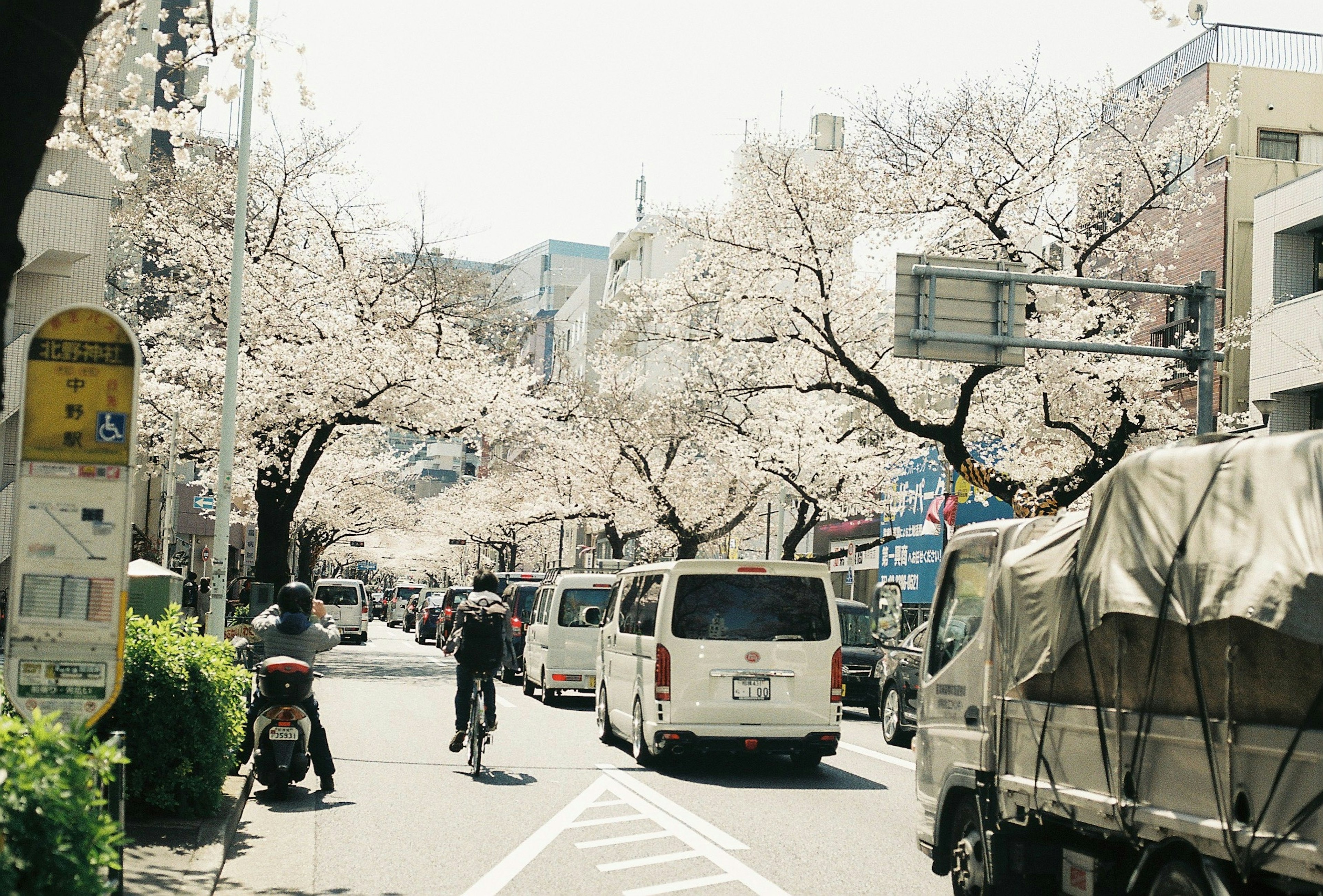 桜の花が咲く通りに自転車に乗る人と車が走る風景