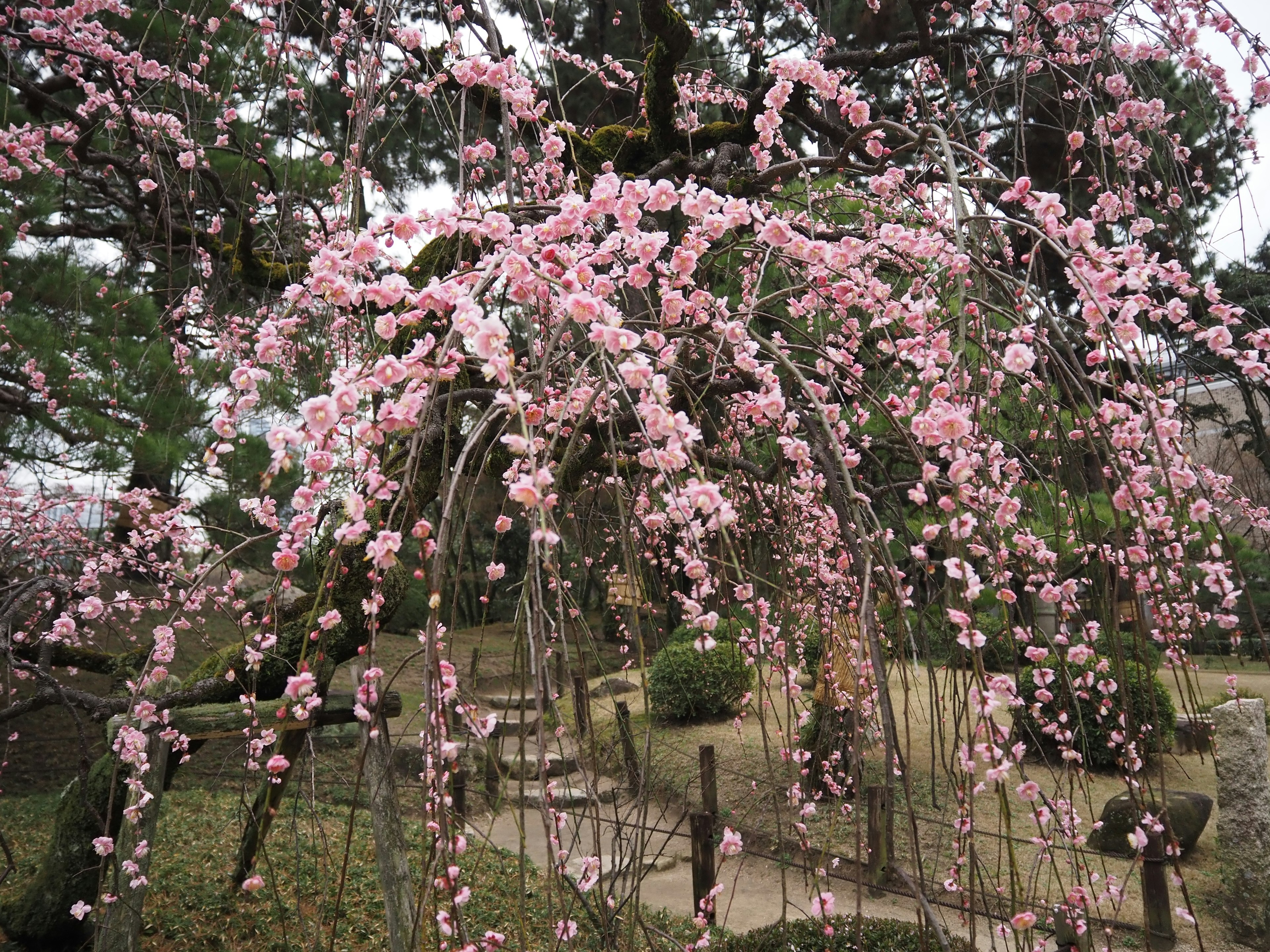 Una hermosa escena de flores de cerezo llorón