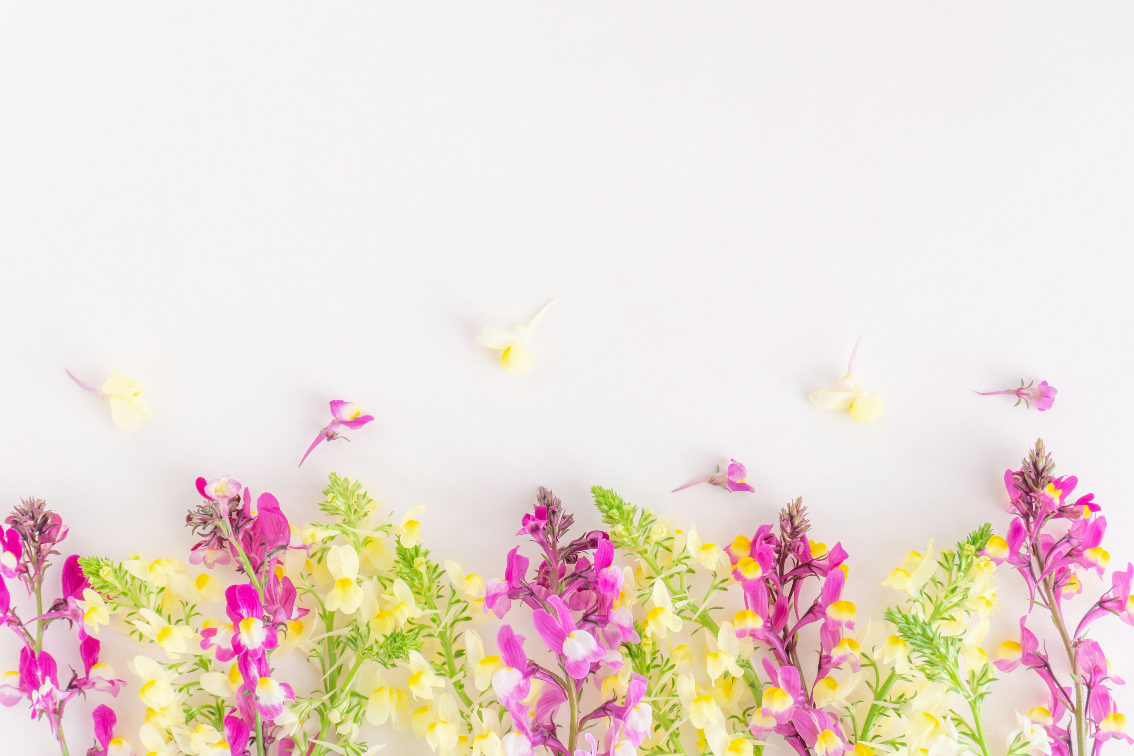 Wunderschöne Anordnung von lebhaften rosa und gelben Blumen auf weißem Hintergrund