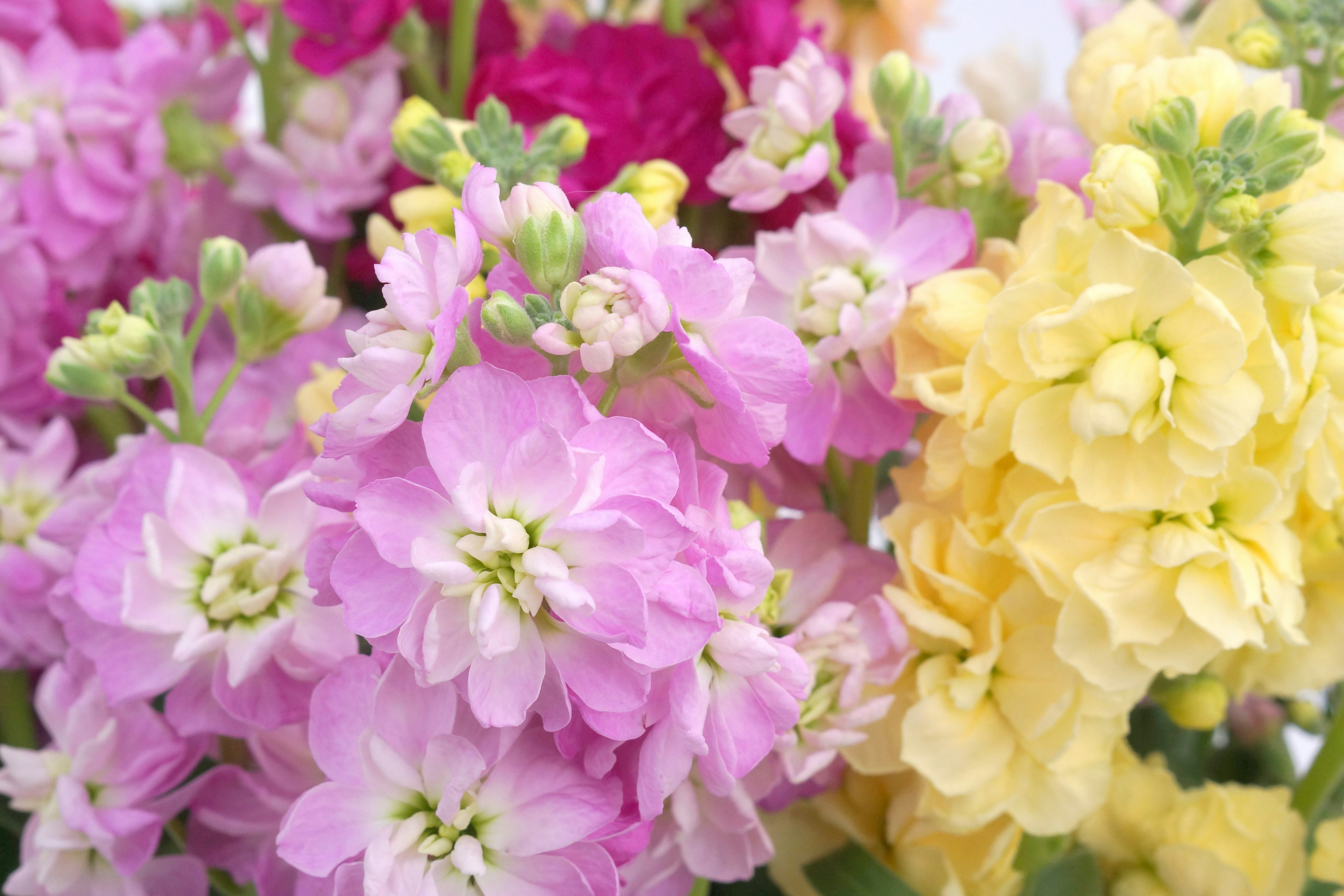 Un hermoso ramo de flores coloridas en tonos de rosa y amarillo