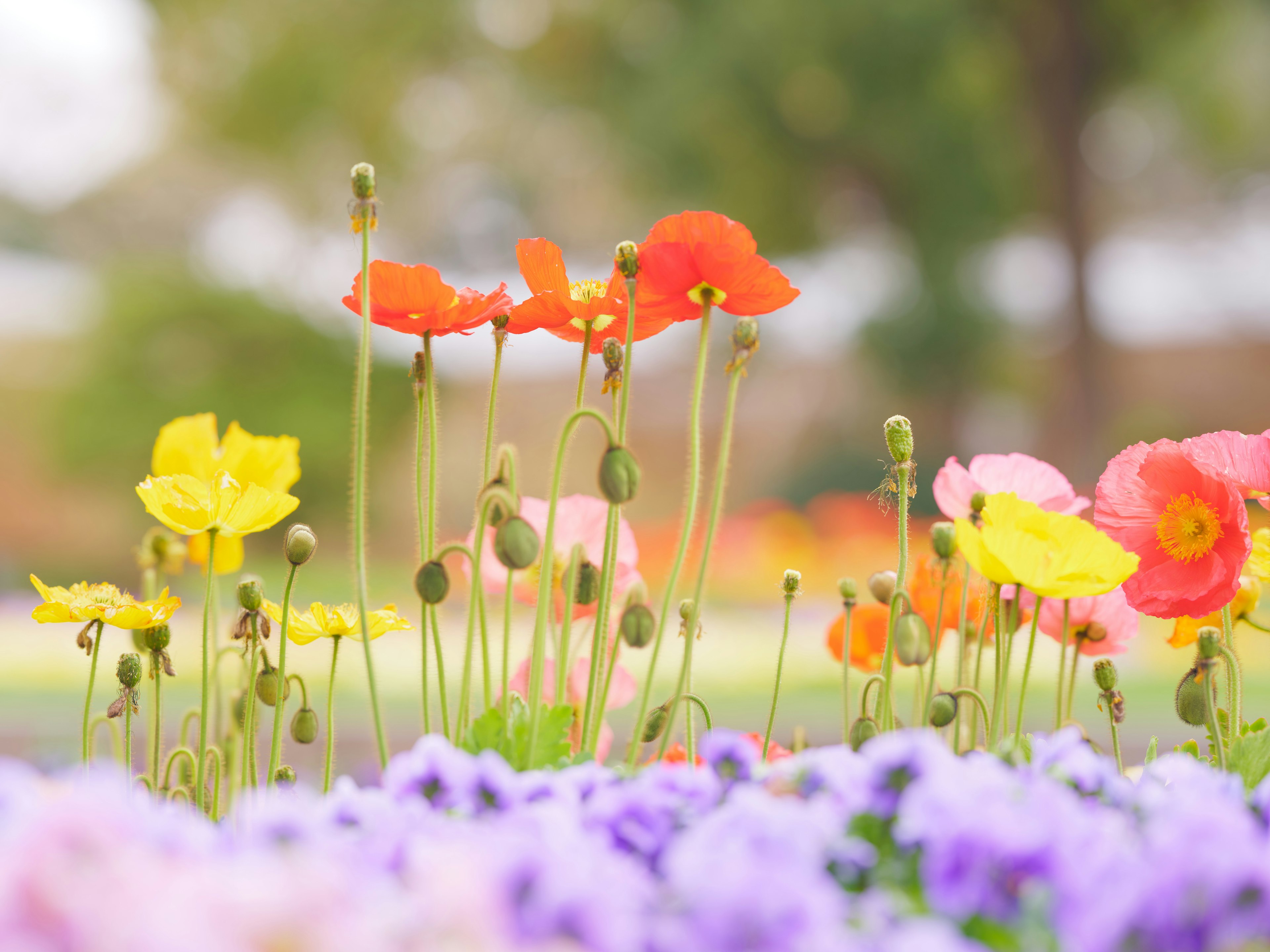 色とりどりの花が咲いている風景の写真で、オレンジと黄色の花が目立つ