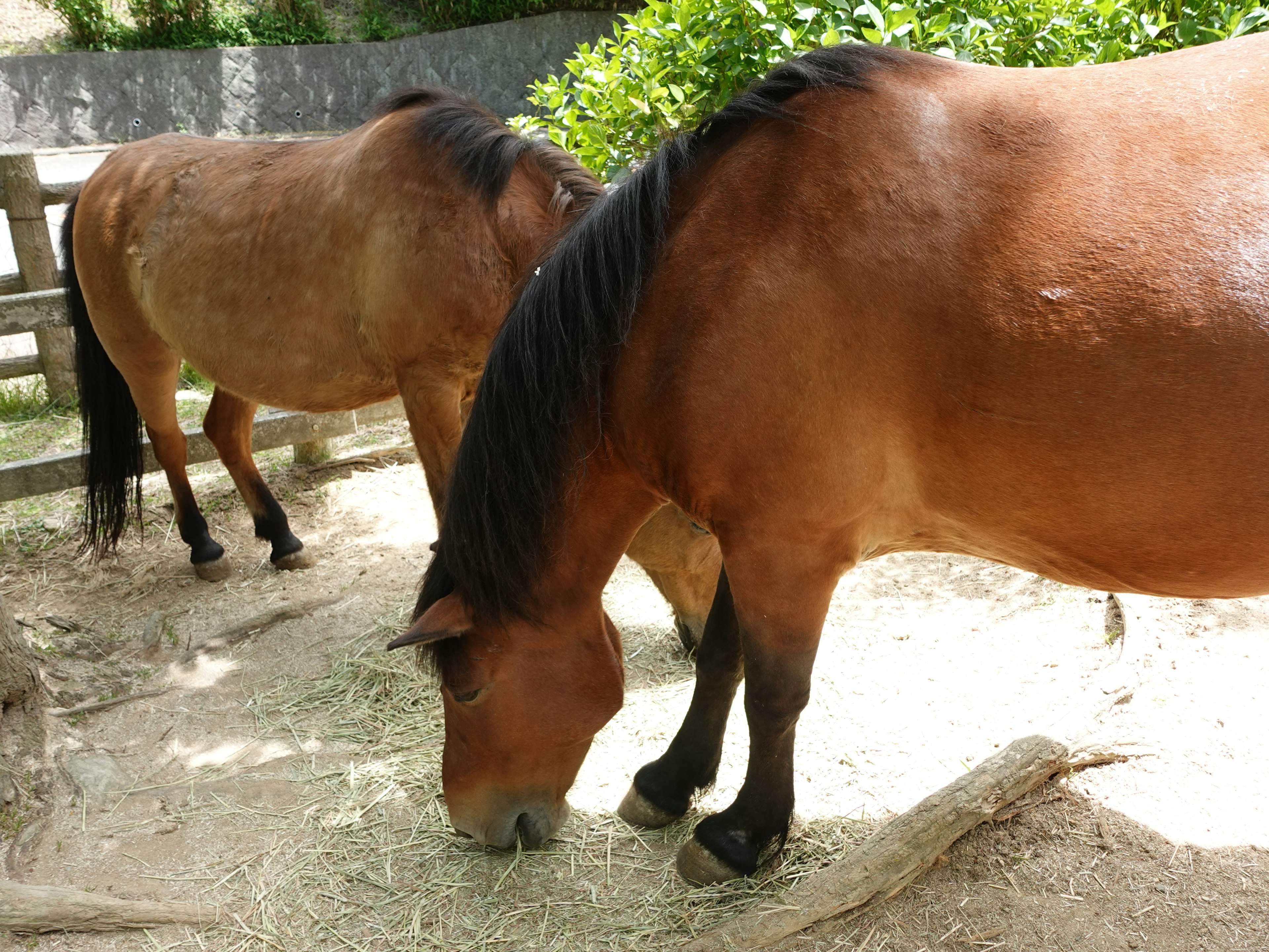 Two horses grazing on hay in a sunny environment