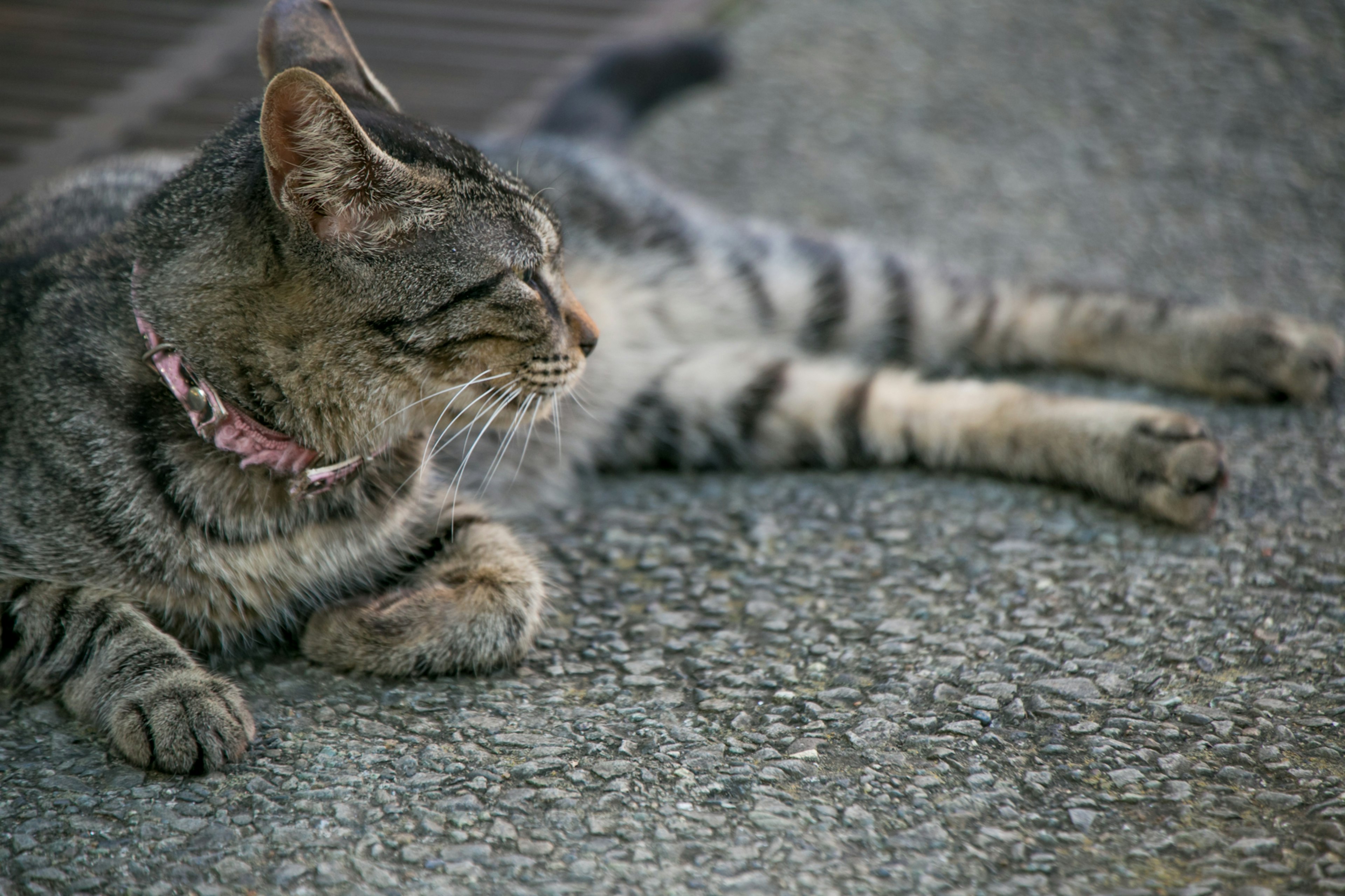 A gray striped cat lying down with a collar