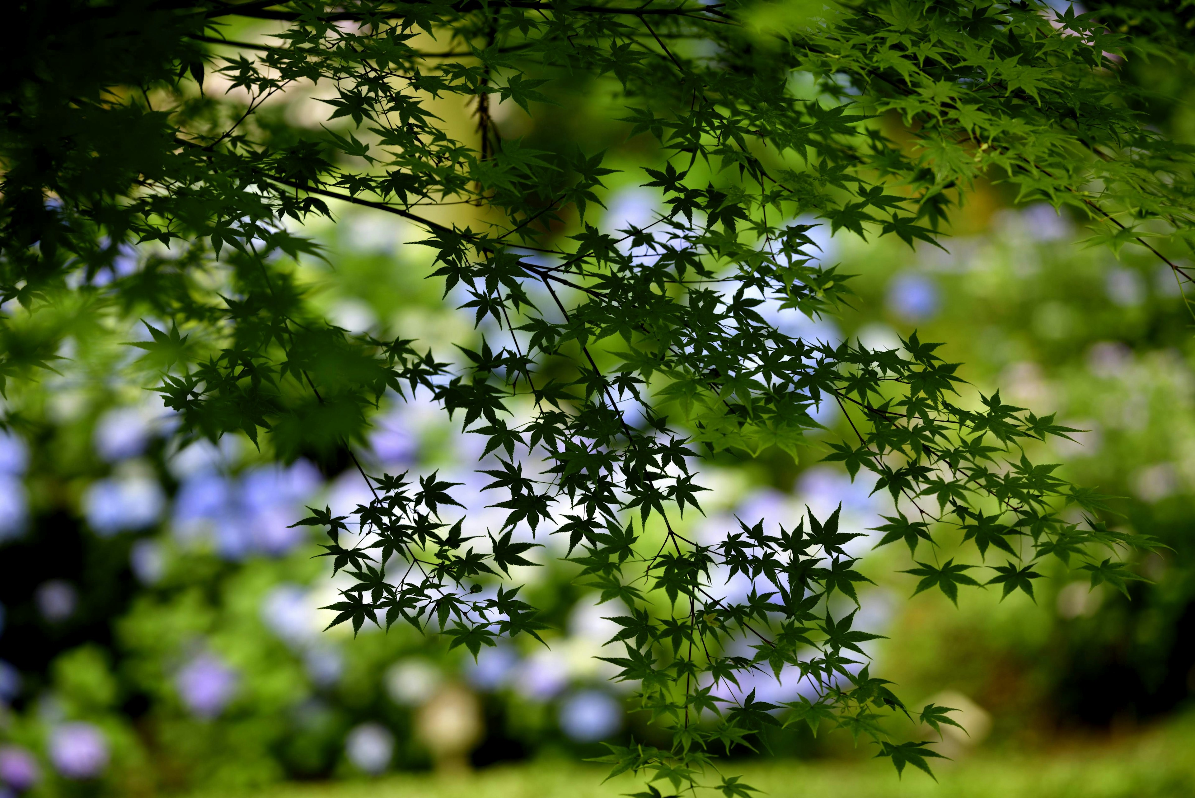 Hojas de arce japonés con un fondo de flores azules