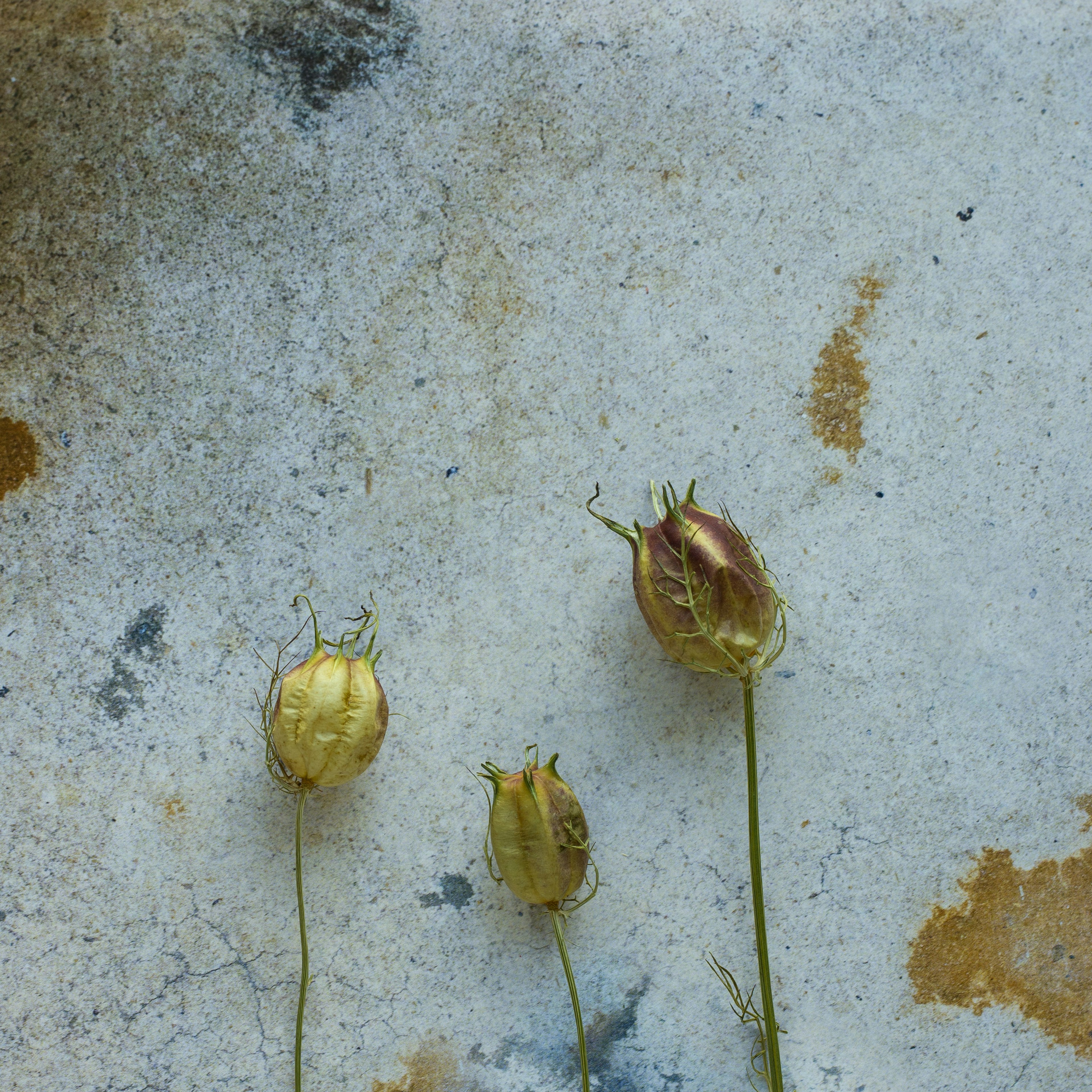 三つの乾燥した花の蕾が灰色の背景の上に並んでいる