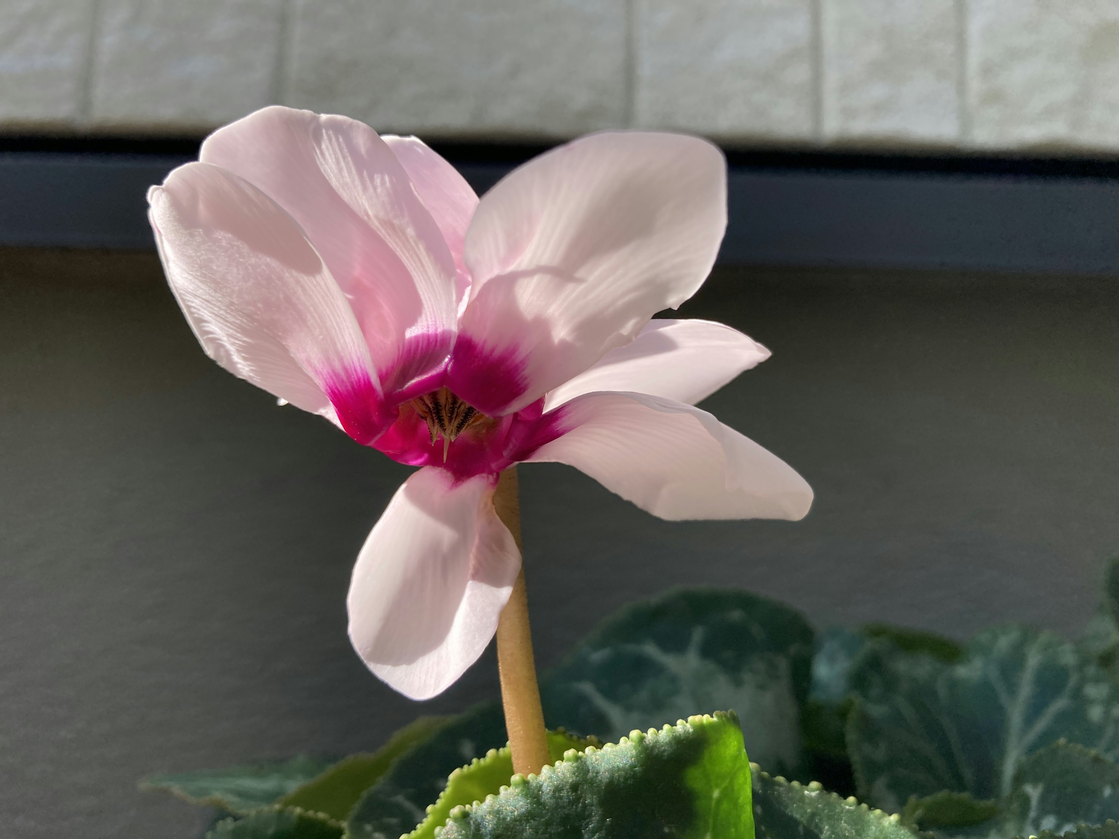 Bellissimo fiore rosa chiaro con foglie verdi di una pianta di ciclamino