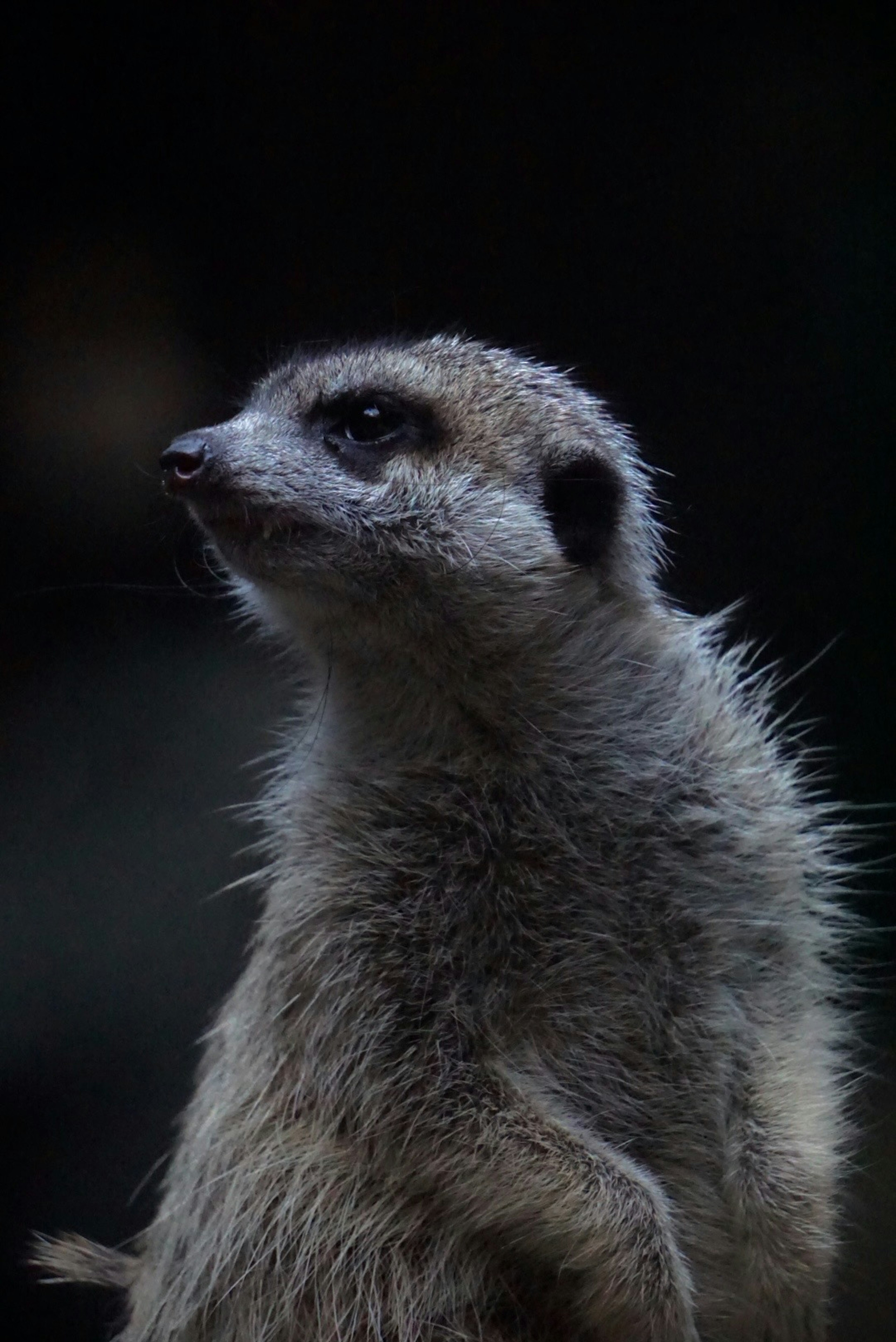 Acercamiento de un suricata mirando hacia un lado con fondo oscuro