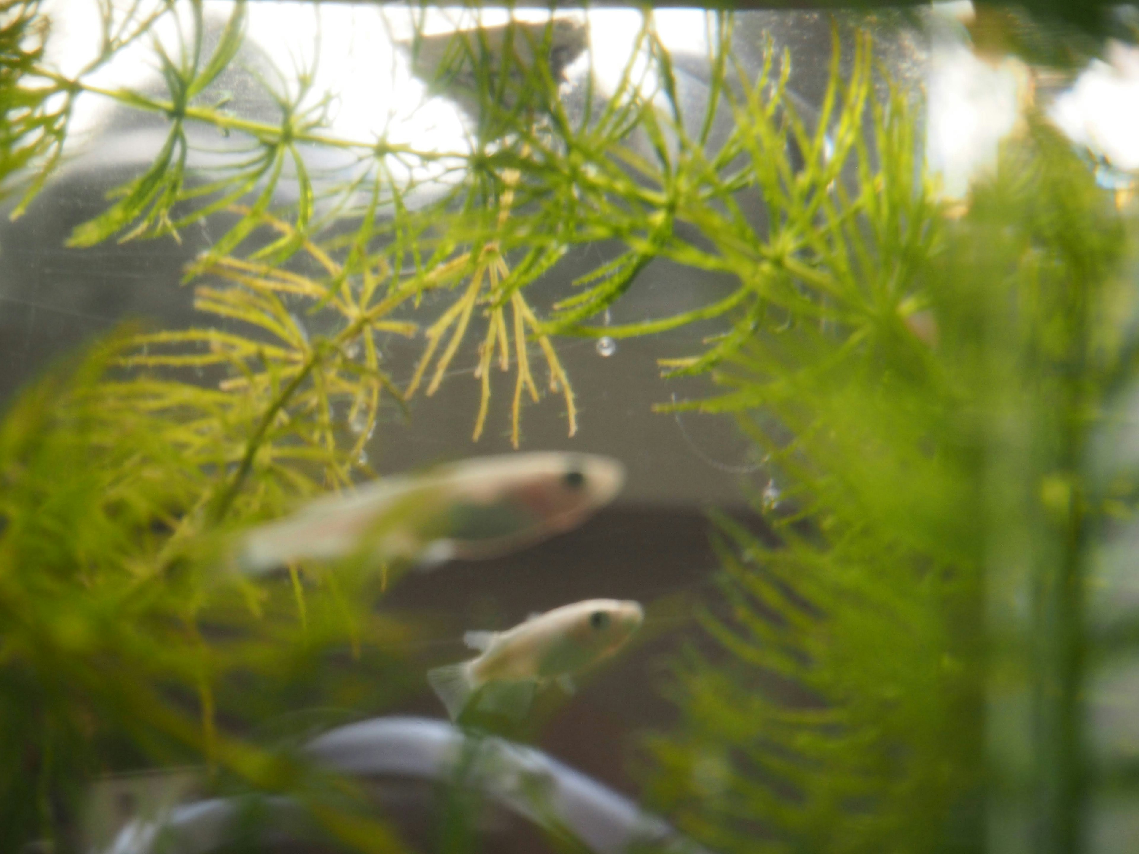 Small fish swimming among aquatic plants in an aquarium