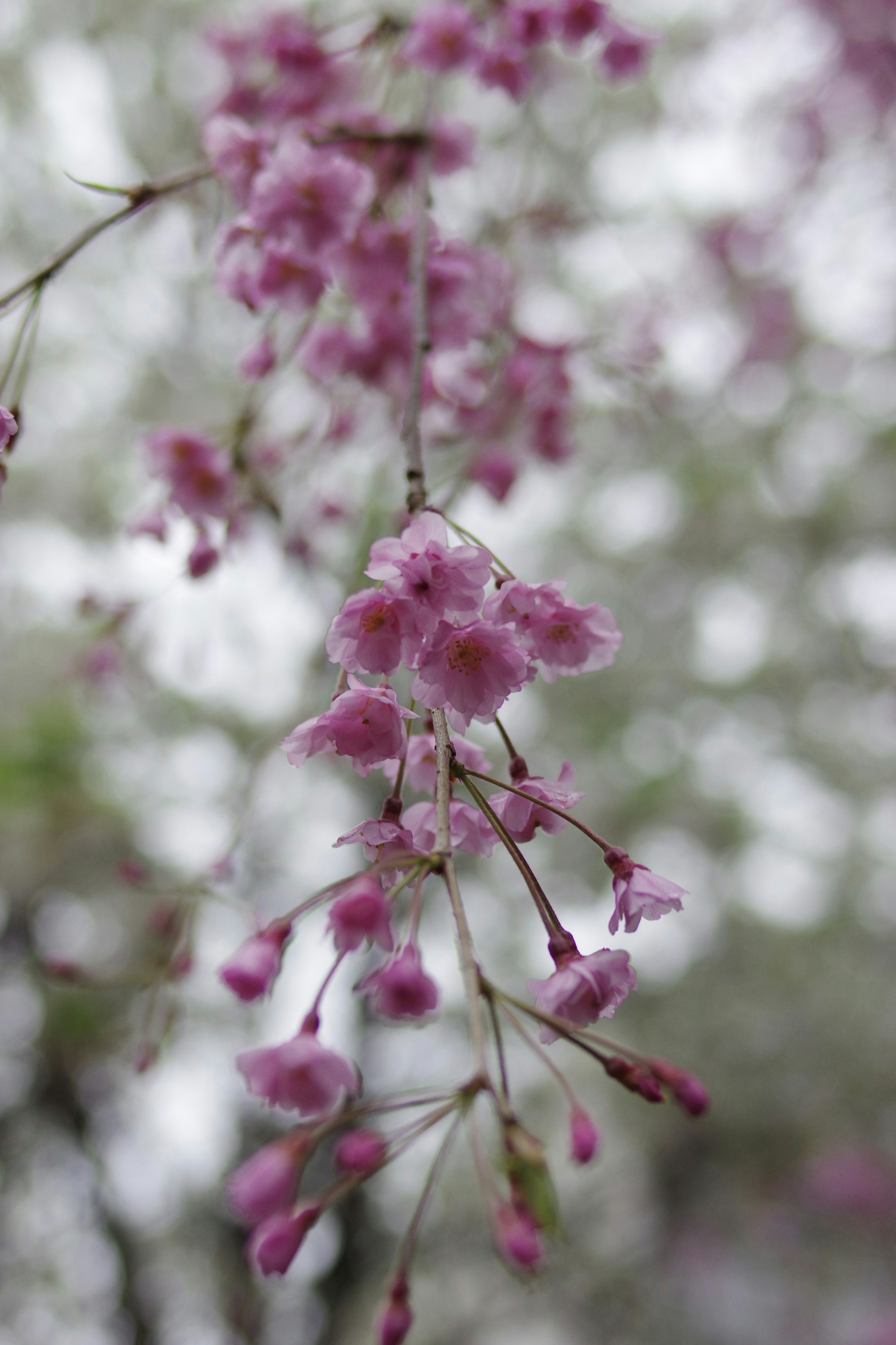 Une branche avec des fleurs roses suspendues avec un arrière-plan flou