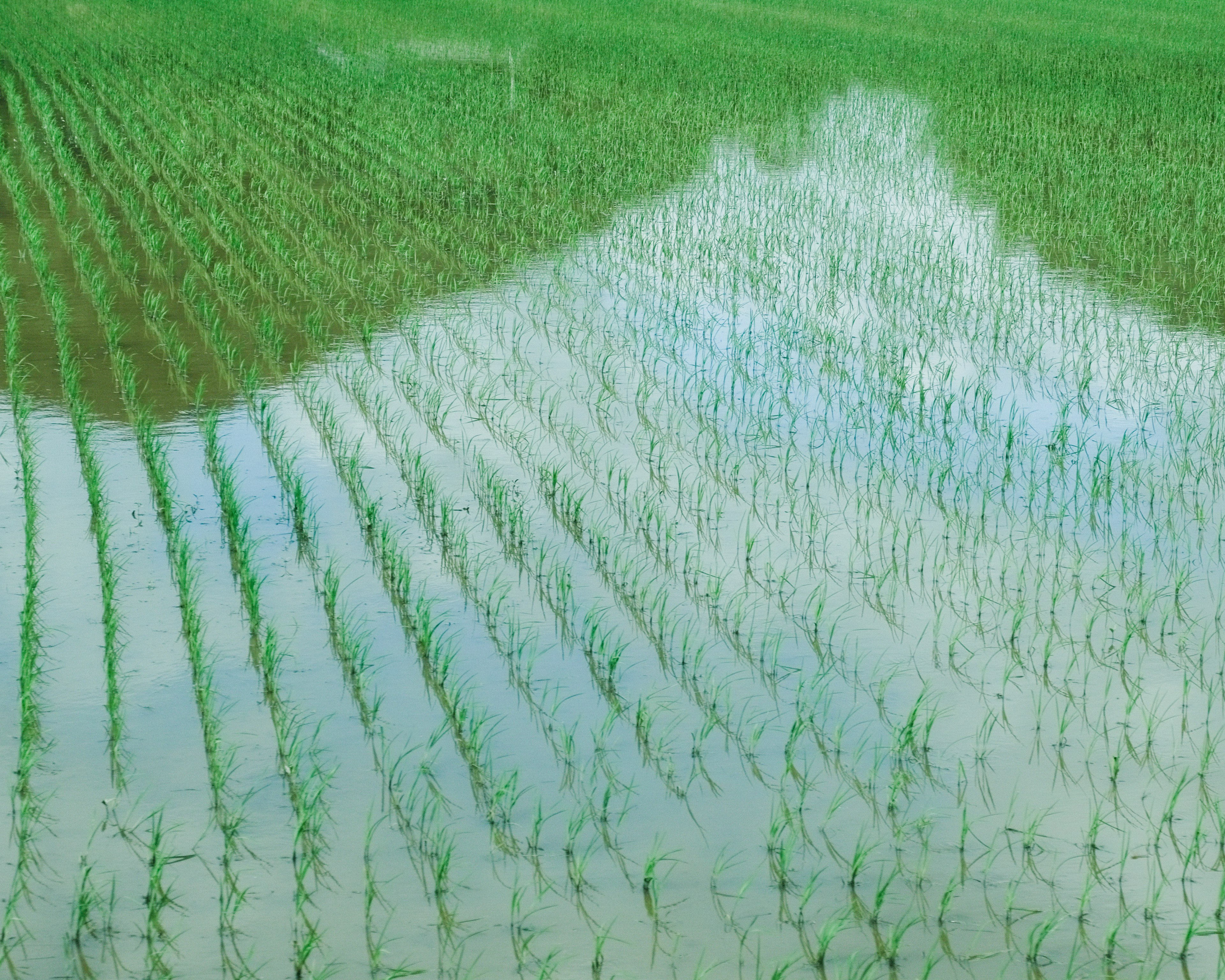 水田の緑と水の反射が美しい景色