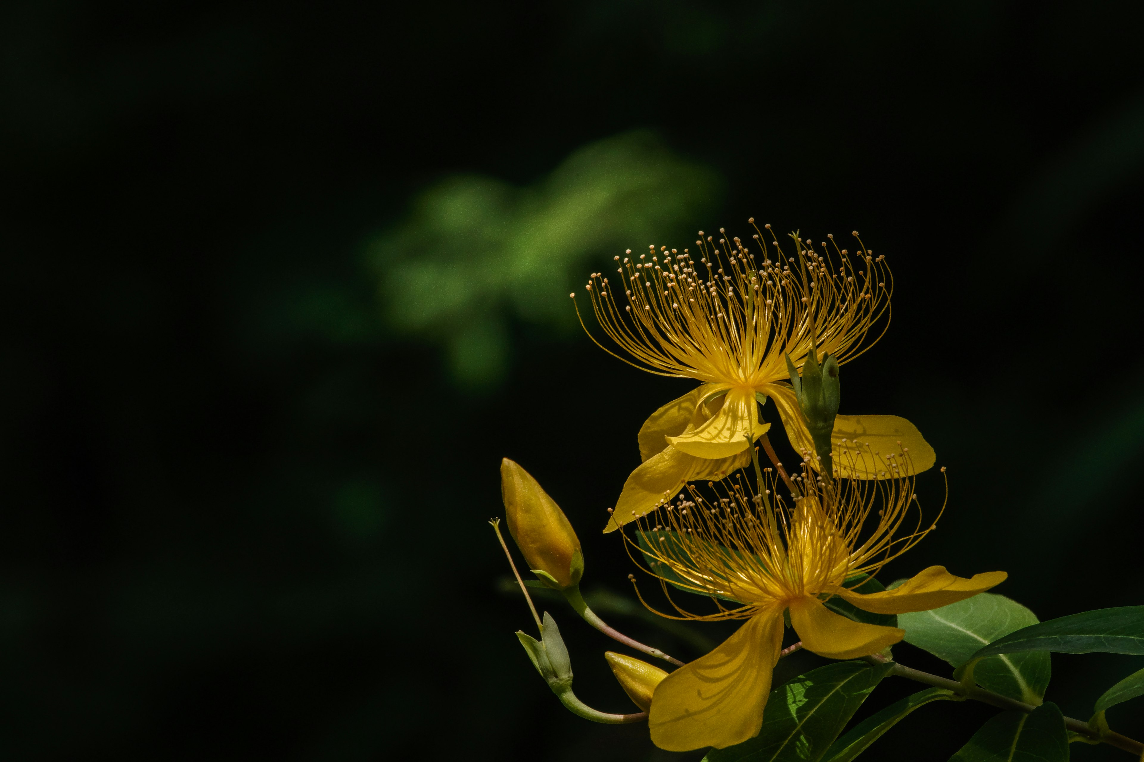 Schönes Bild von gelben Blumen und grünen Blättern vor einem dunklen Hintergrund