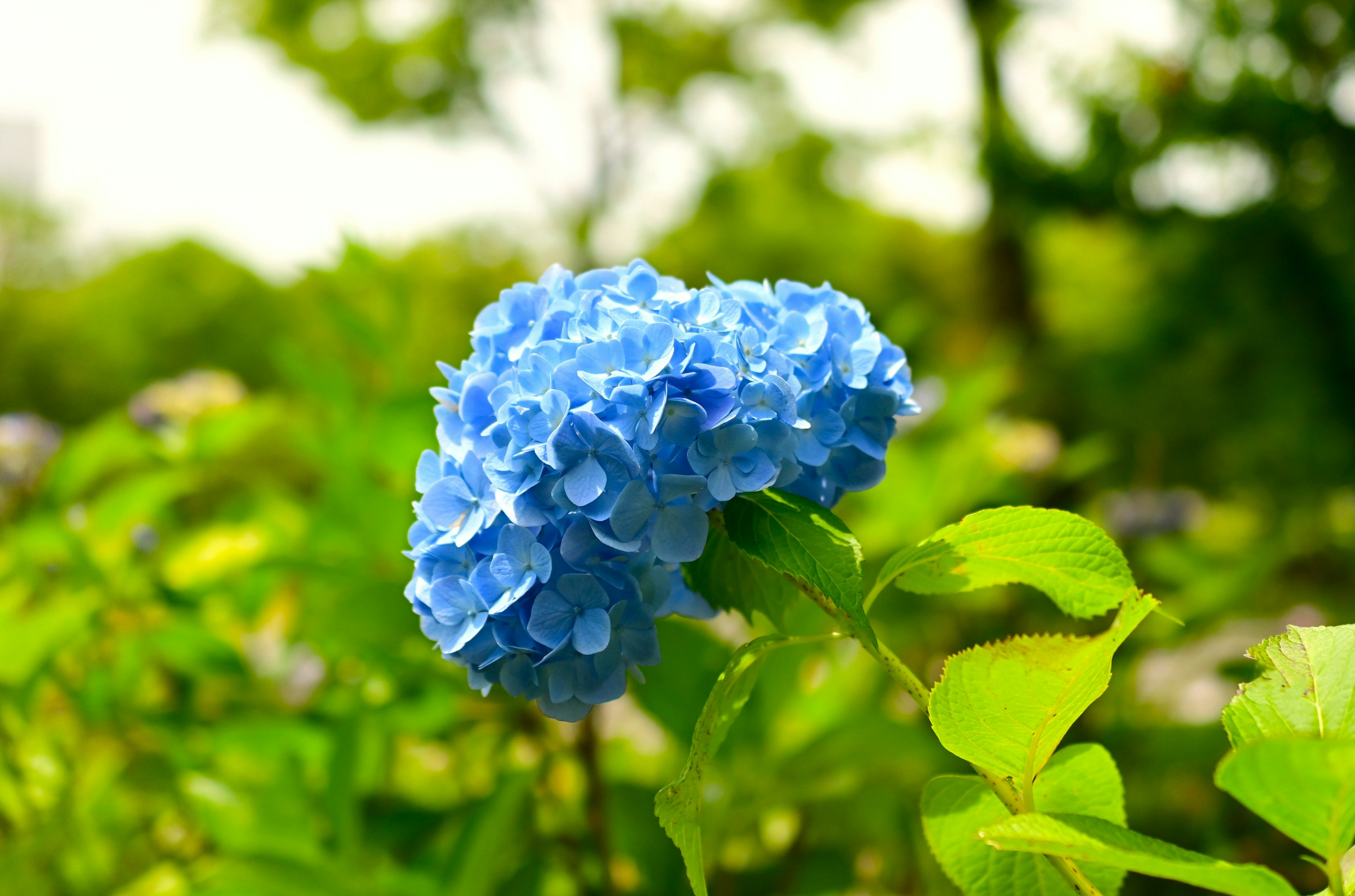 青い紫陽花の花が緑の葉の中に咲いている